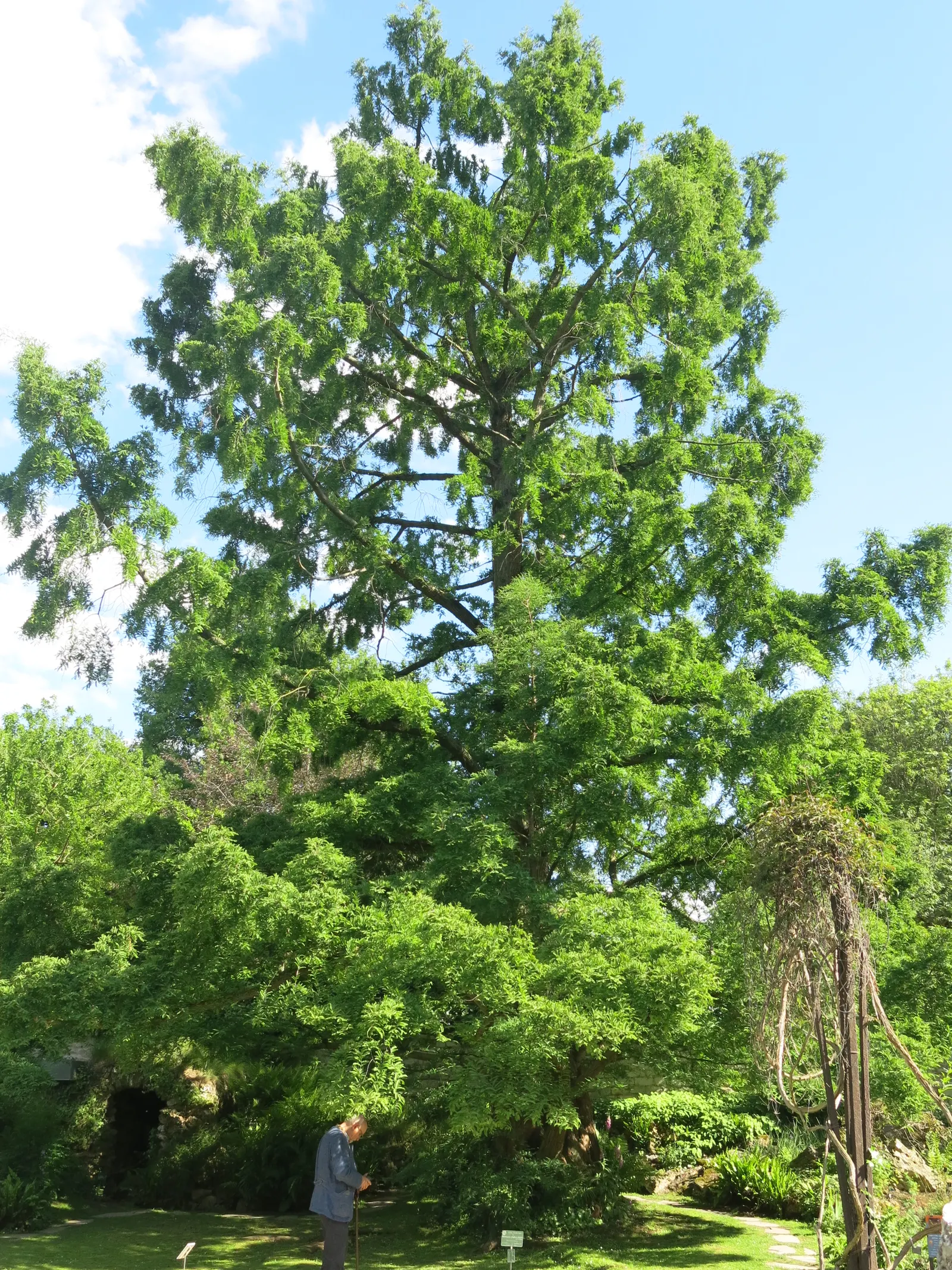 Dawn Redwood (Metasequoia Glyptostroboides) — this fast-growing tree thrives in USDA zones 5-8; is a deciduous conifer that reaches up to 100 feet, image 52