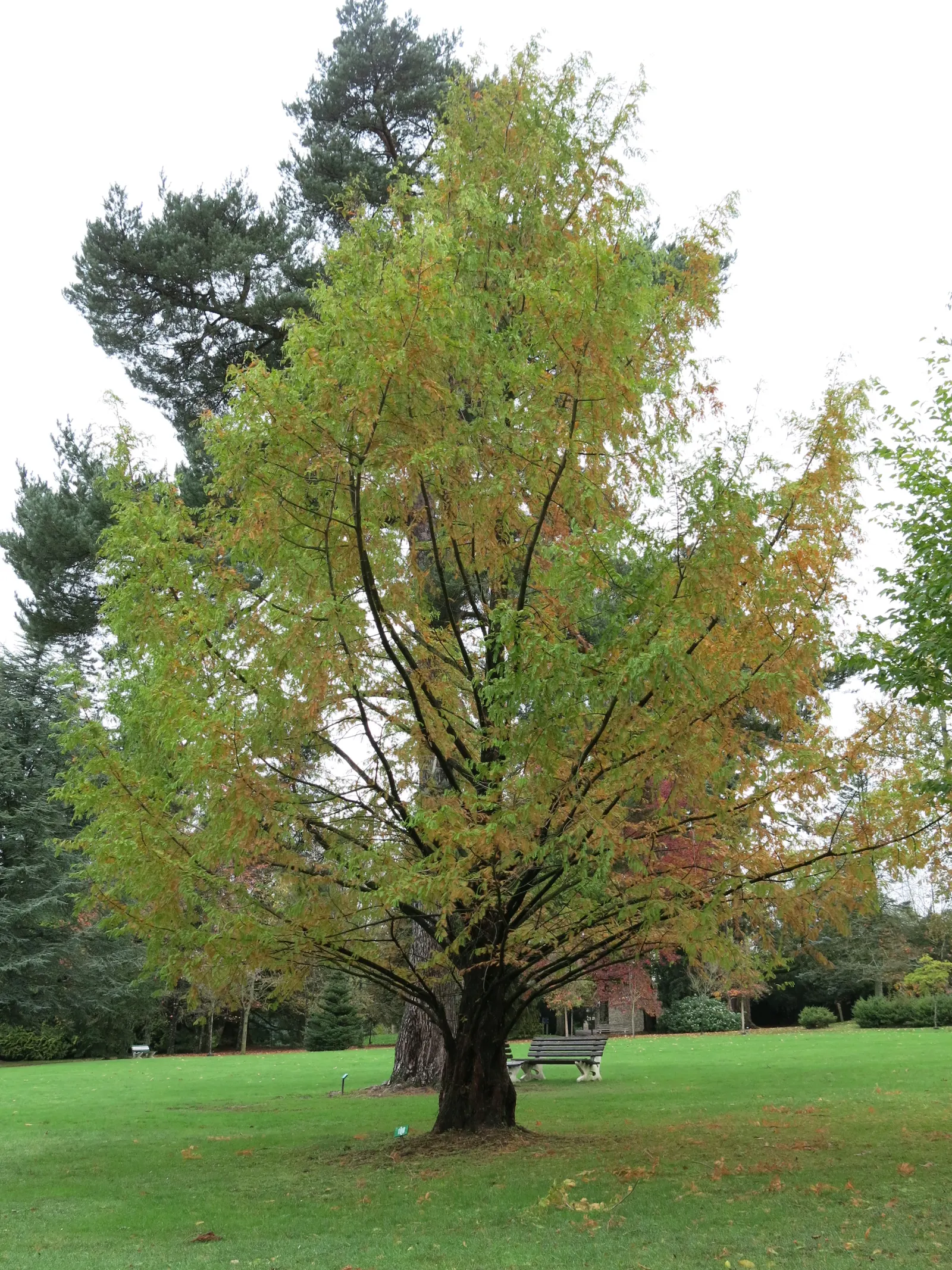 Dawn Redwood (Metasequoia Glyptostroboides) — The tree should be planted in full sun to partial shade in moist; providing a heritage quality to the landscape