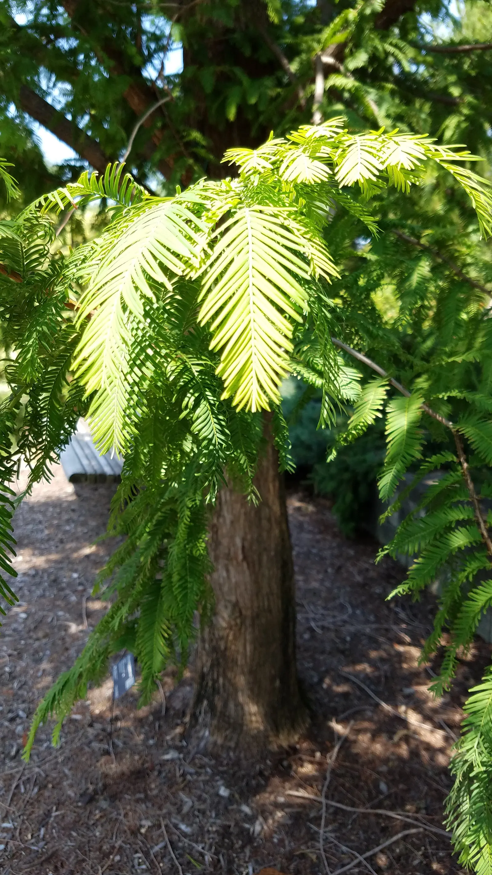 Dawn Redwood (Metasequoia Glyptostroboides) — Given that this tree has a fast growth rate of around 2 to 2.5 feet per year