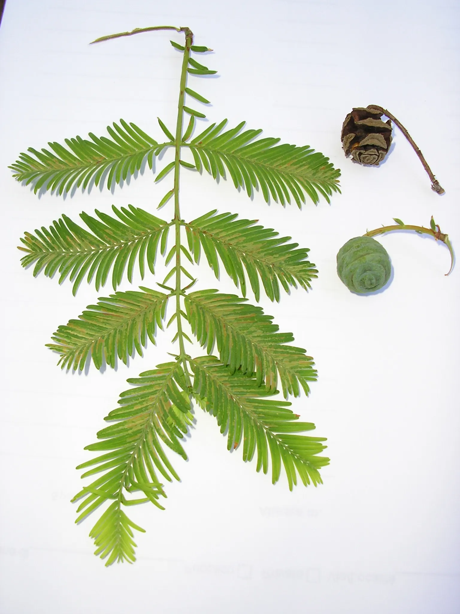 Dawn Redwood (Metasequoia Glyptostroboides) — the Dawn Redwood thrives in USDA hardiness zones 5 through 8; making it suitable for waterside, image 61