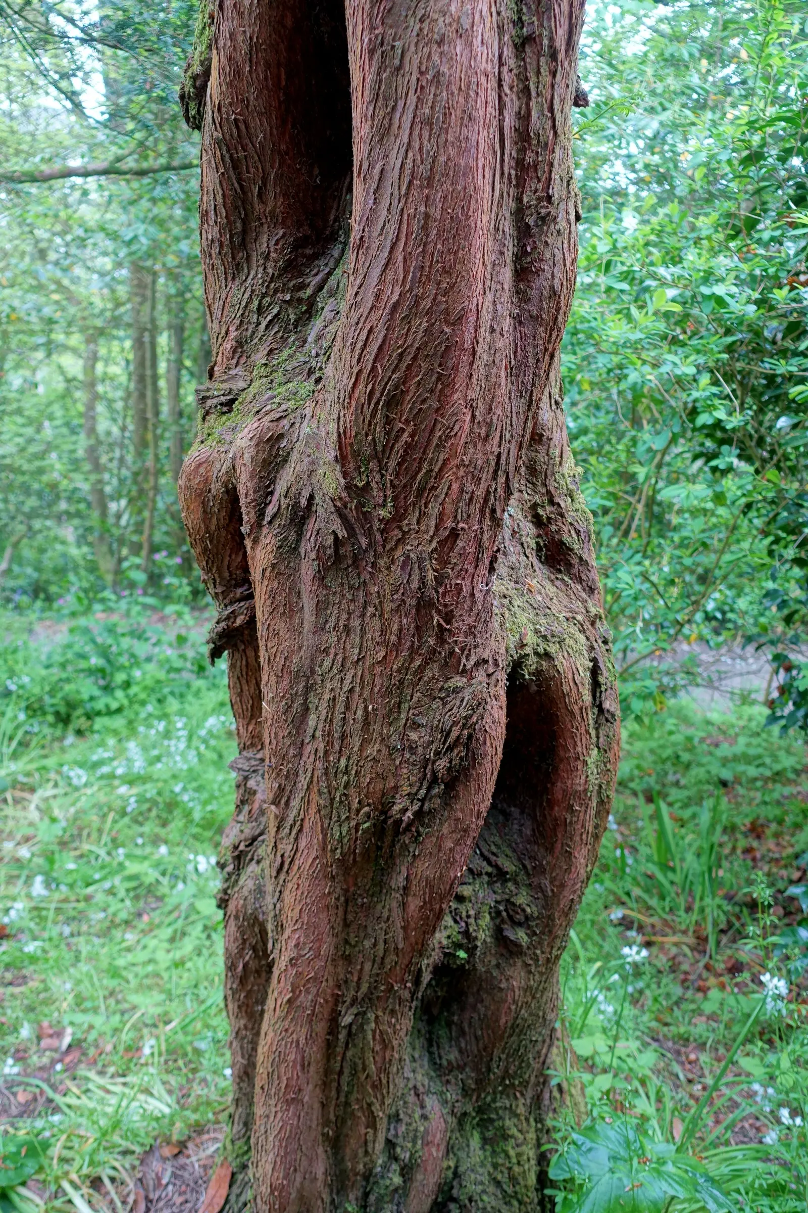 Dawn Redwood (Metasequoia Glyptostroboides) — Given that this tree has a fast growth rate of around 2 to 2.5 feet per year; conifer / tree for full, image 69