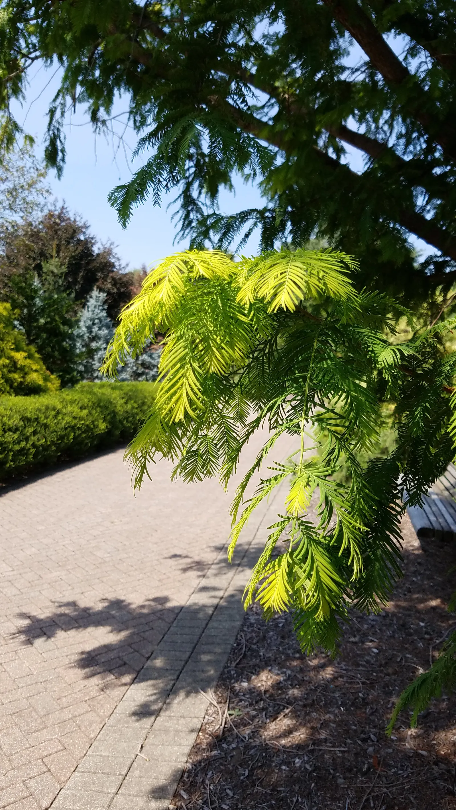 Dawn Redwood (Metasequoia Glyptostroboides) — the Dawn Redwood thrives in USDA hardiness zones 5 through 8; making it suitable for waterside, image 109
