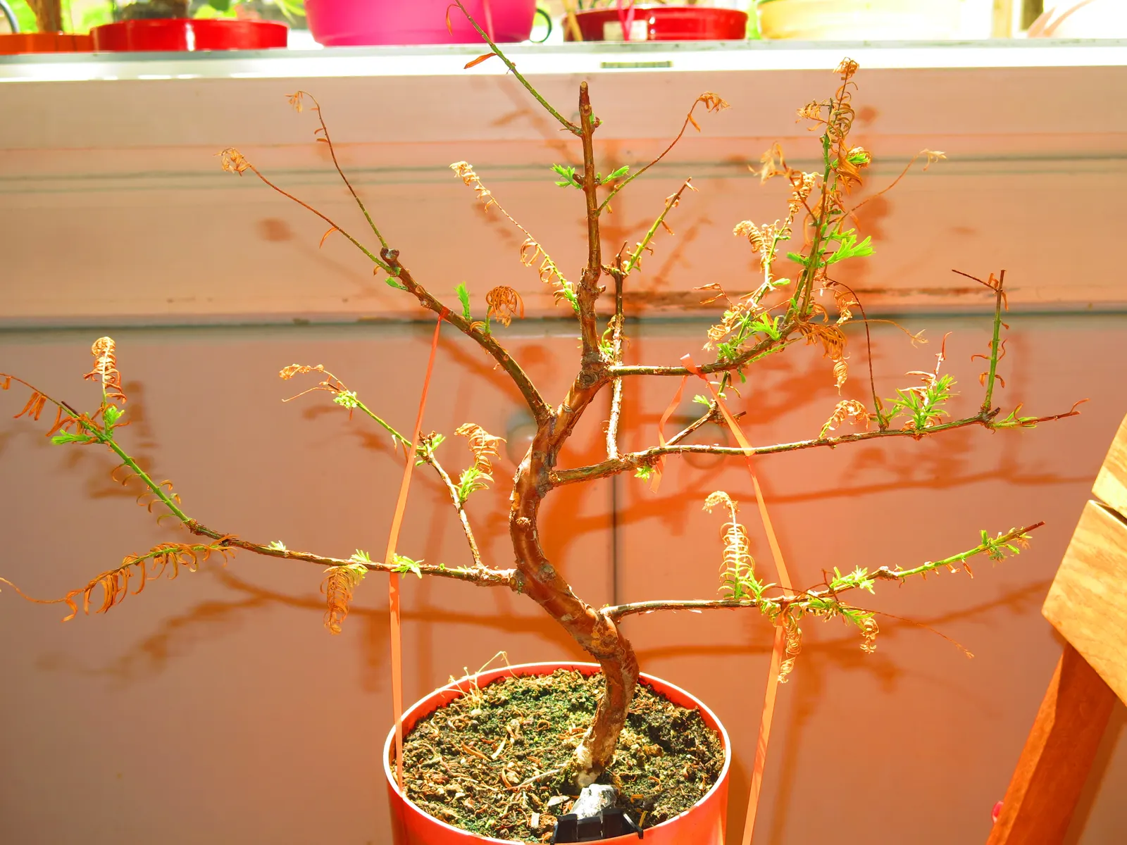 Dawn Redwood (Metasequoia Glyptostroboides) — Originally thought extinct and known only from fossil records