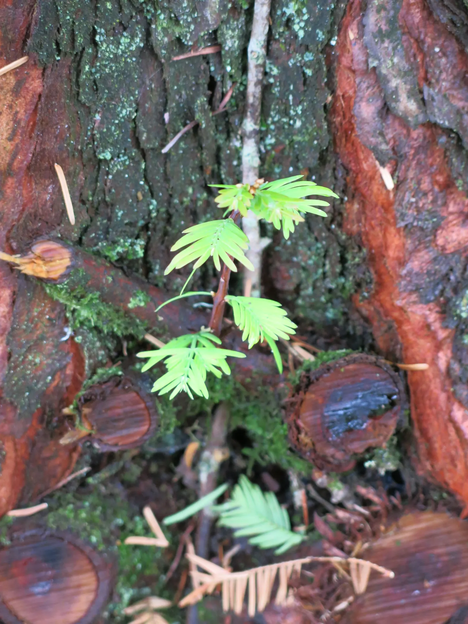 Dawn Redwood (Metasequoia Glyptostroboides) — well-drained soil; it tolerates wet conditions better than most conifers; its majestic stature and history as a