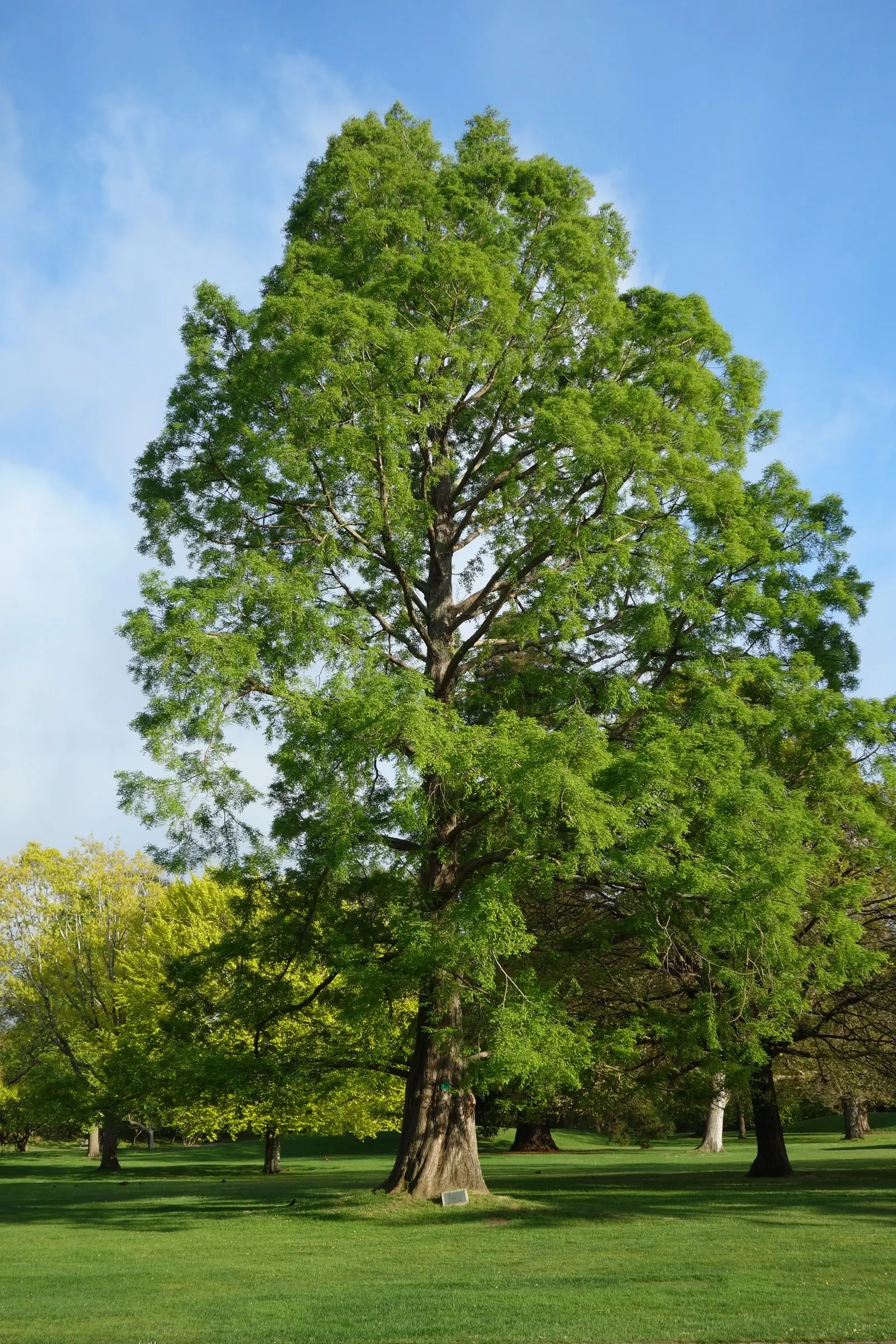 Dawn Redwood (Metasequoia Glyptostroboides) — deciduous conifer renowned for its beautiful; be sure to allocate ample space for it to reach full, image 79