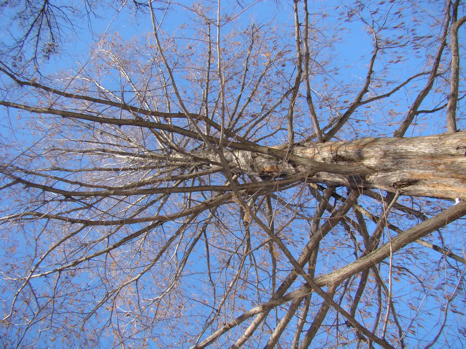 Dawn Redwood (Metasequoia Glyptostroboides) — fern-like foliage and storied history; preferring full sun and moist, image 80