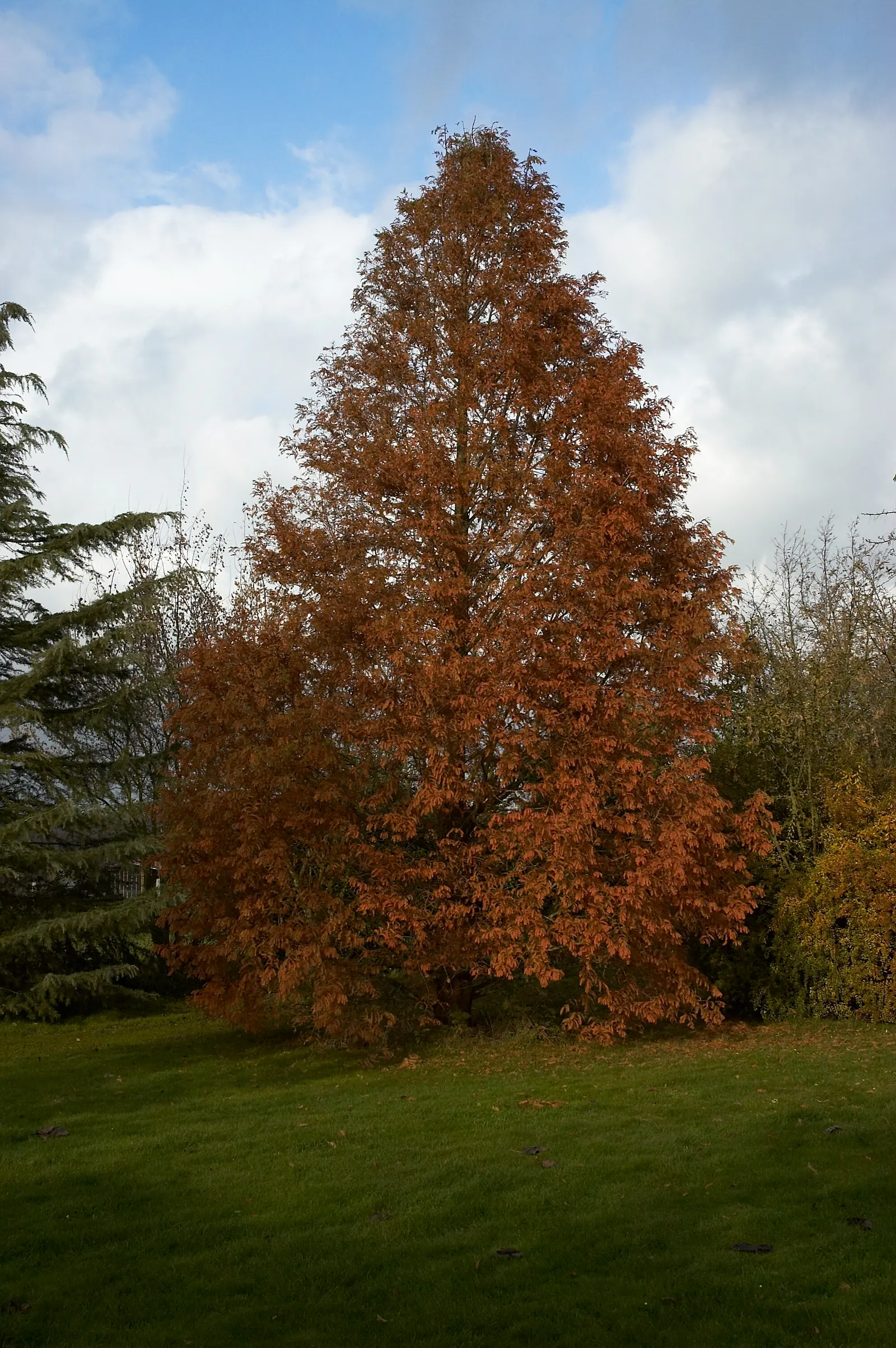 Dawn Redwood (Metasequoia Glyptostroboides) — Esteemed for its pyramidal shape and bright green; thus regarded as a "living fossil." This stately, image 74