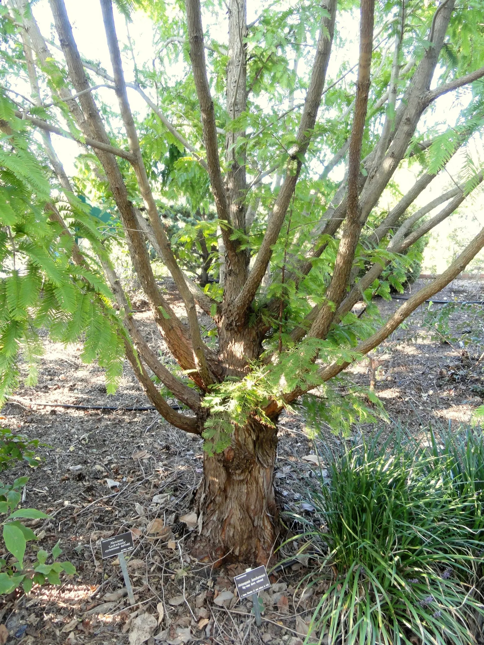 Dawn Redwood (Metasequoia Glyptostroboides) — this fast-growing tree thrives in USDA zones 5-8; is a deciduous conifer that reaches up to 100 feet, image 100