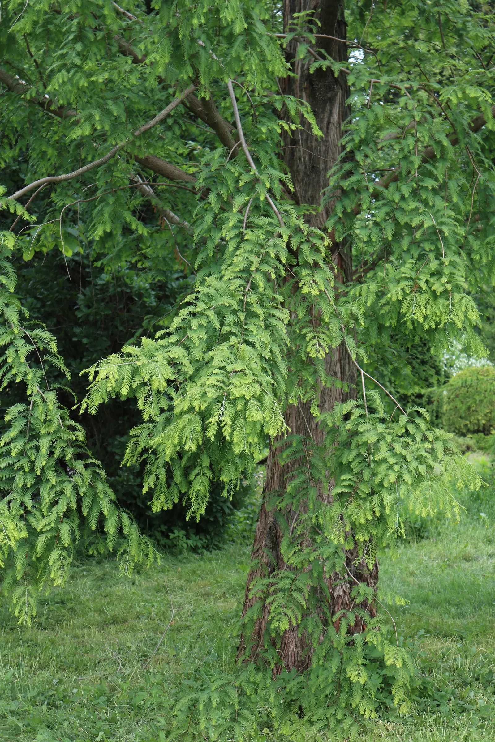 Dawn Redwood (Metasequoia Glyptostroboides) — deciduous conifer renowned for its beautiful; be sure to allocate ample space for it to reach full, image 55
