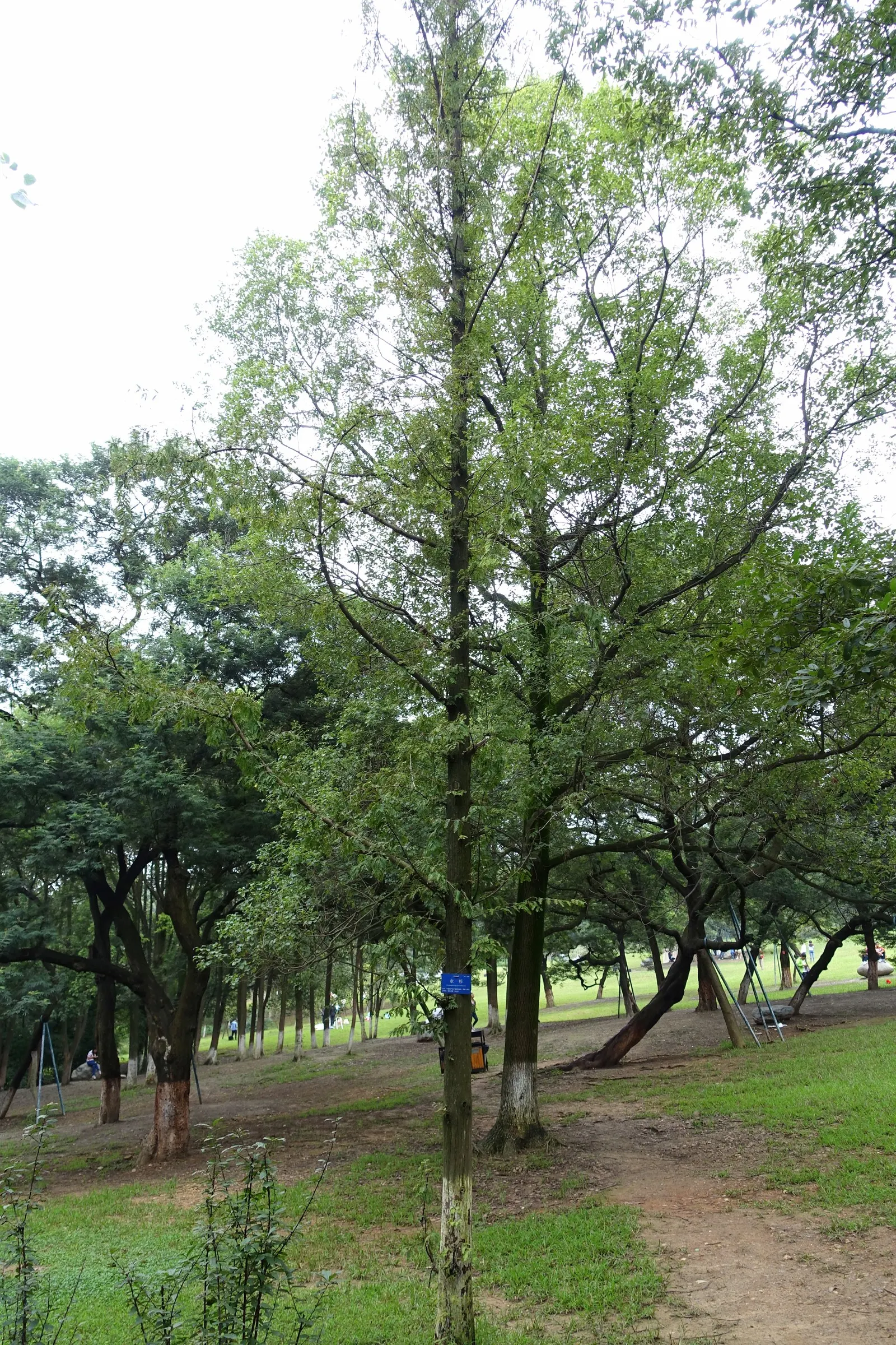 Dawn Redwood (Metasequoia Glyptostroboides) — Its majestic stature and history as a living fossil make it a focal point in any landscape; well-drained soil; it