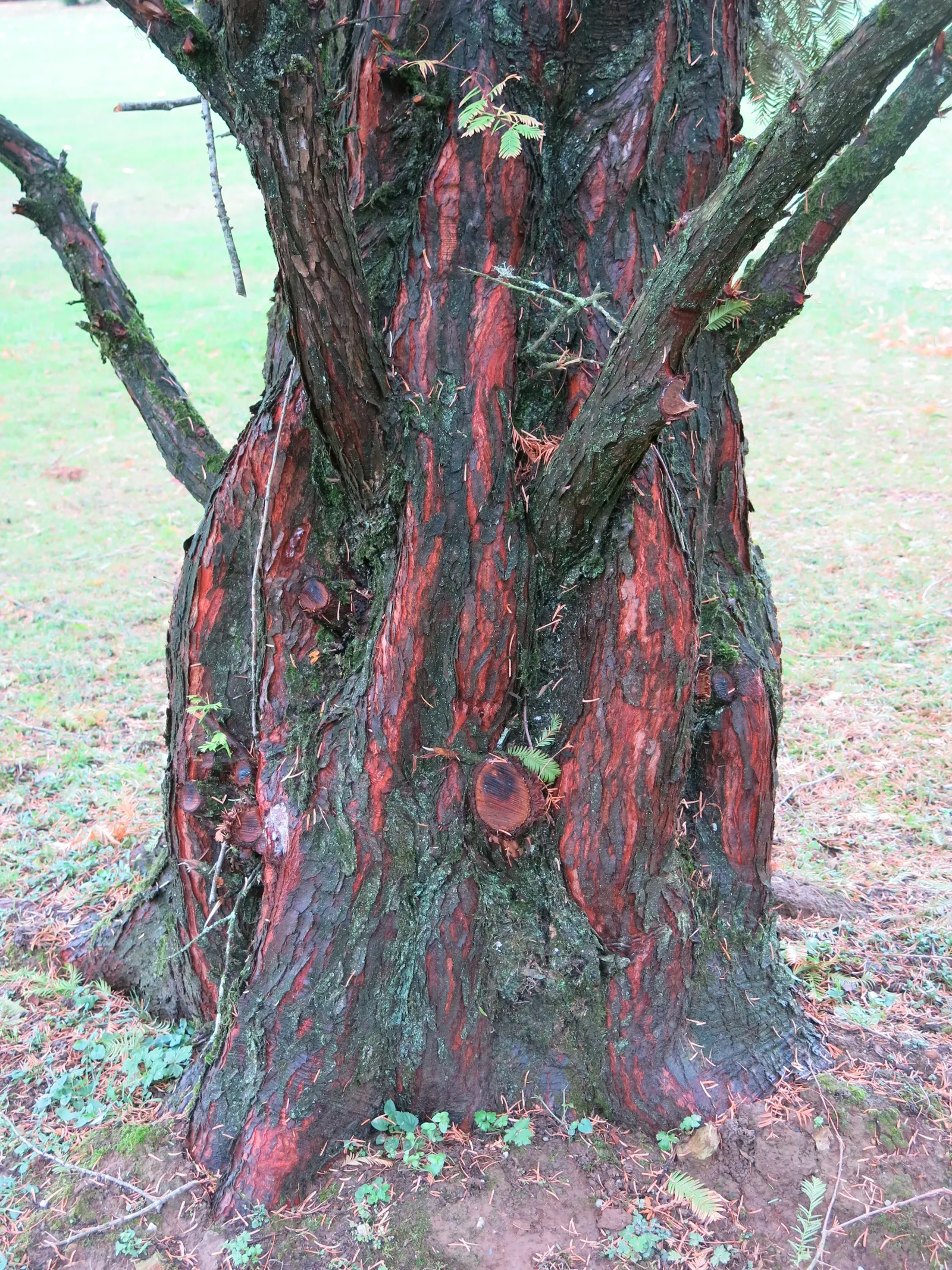 Dawn Redwood (Metasequoia Glyptostroboides) — The tree should be planted in full sun to partial shade in moist; providing a heritage quality to the, image 110