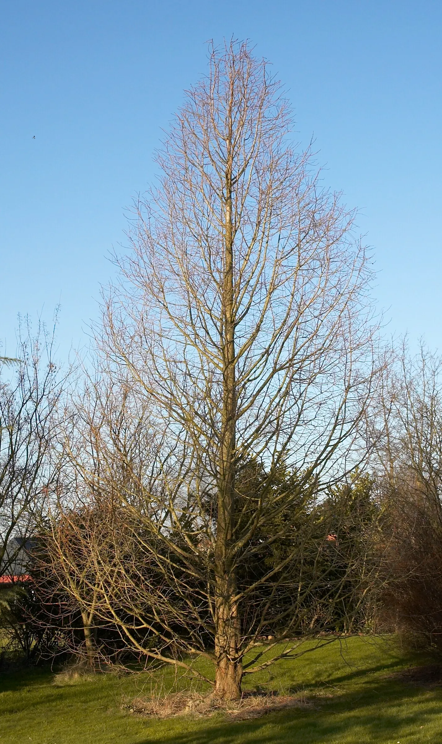 Dawn Redwood (Metasequoia Glyptostroboides) — the foliage offers a stunning display; feathery needles that turn orange-brown in fall, image 90