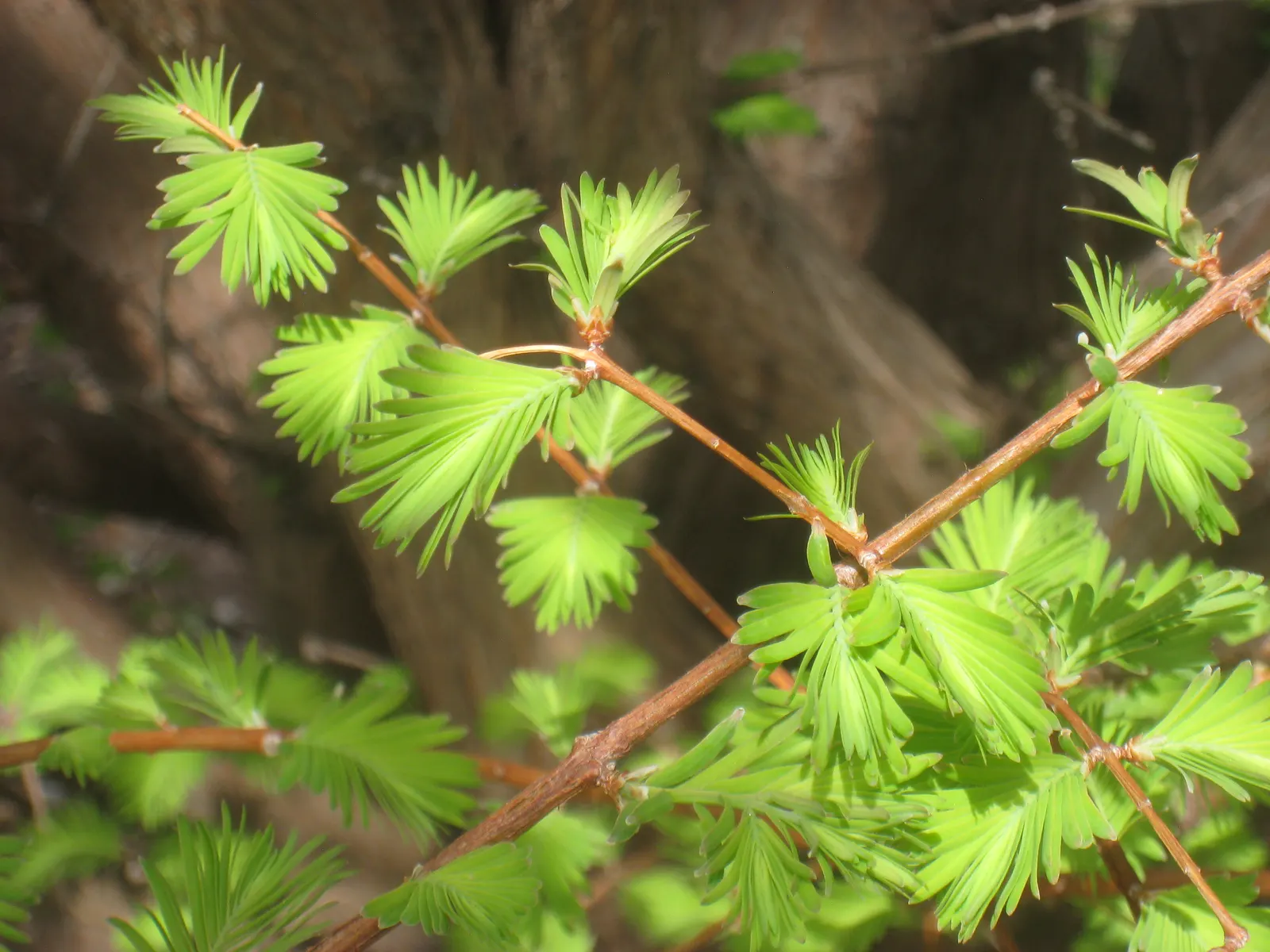 Dawn Redwood (Metasequoia Glyptostroboides) — The tree should be planted in full sun to partial shade in moist; providing a heritage quality to the, image 86