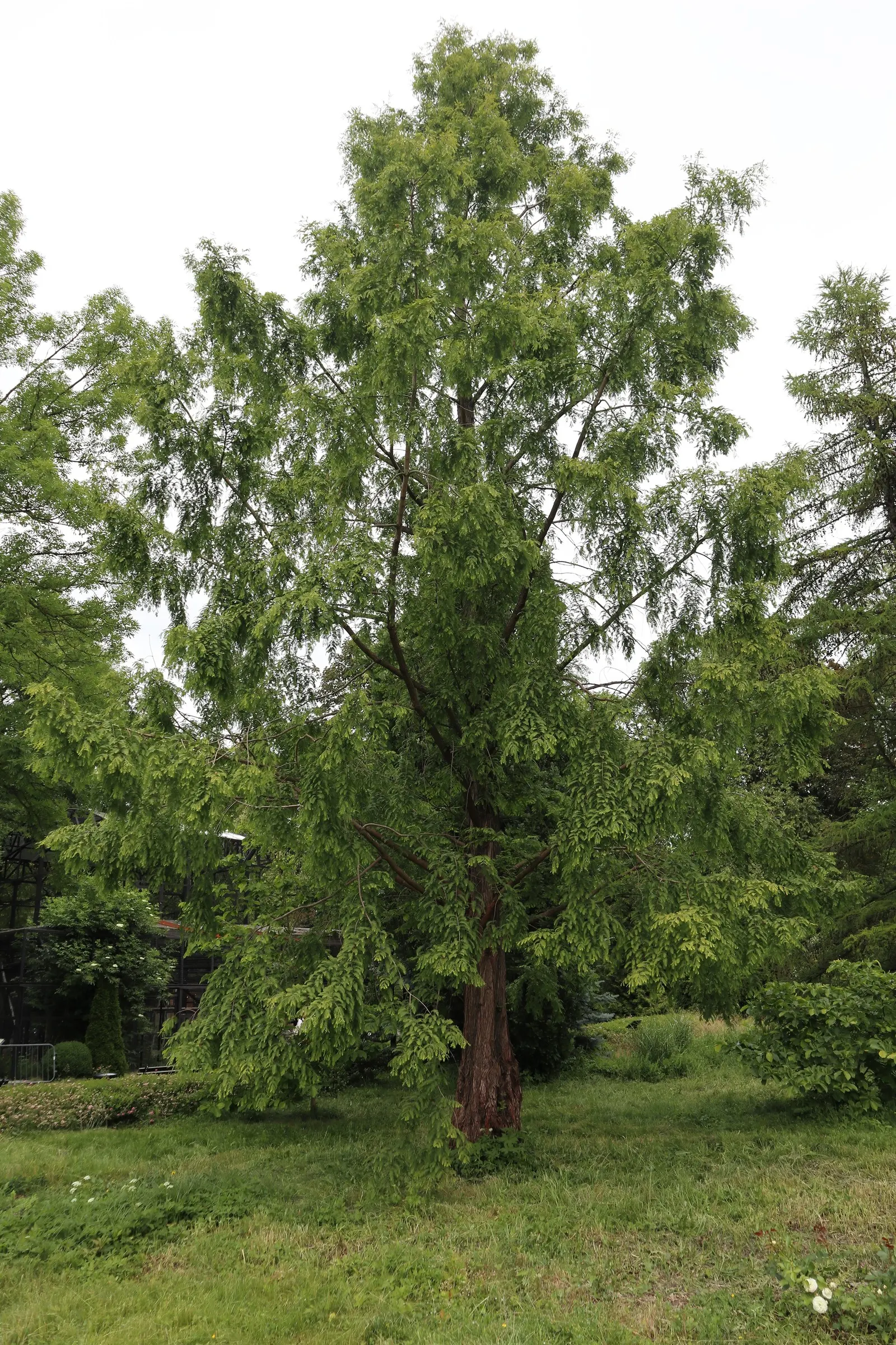 Dawn Redwood (Metasequoia Glyptostroboides) — feathery needles that turn orange-brown in fall; the foliage offers a stunning display, image 51