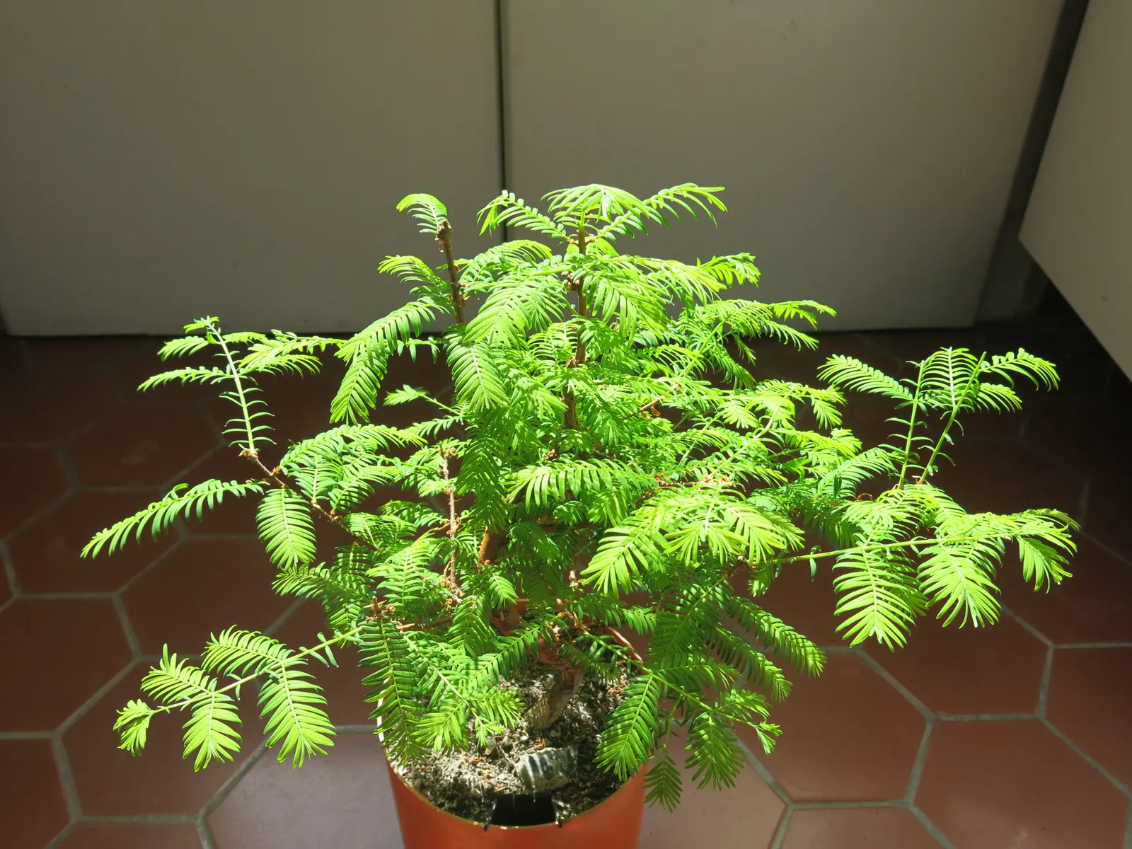 Dawn Redwood (Metasequoia Glyptostroboides) — The tree should be planted in full sun to partial shade in moist; providing a heritage quality to the, image 62