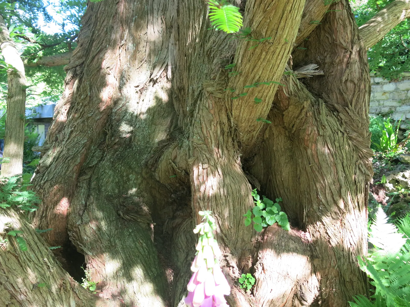 Dawn Redwood (Metasequoia Glyptostroboides) — it was rediscovered in the 1940s in China