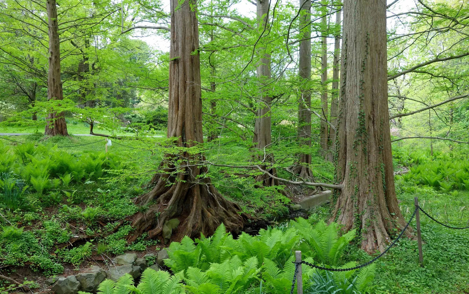 Dawn Redwood (Metasequoia Glyptostroboides) — turning vivid shades of orange-brown before shedding