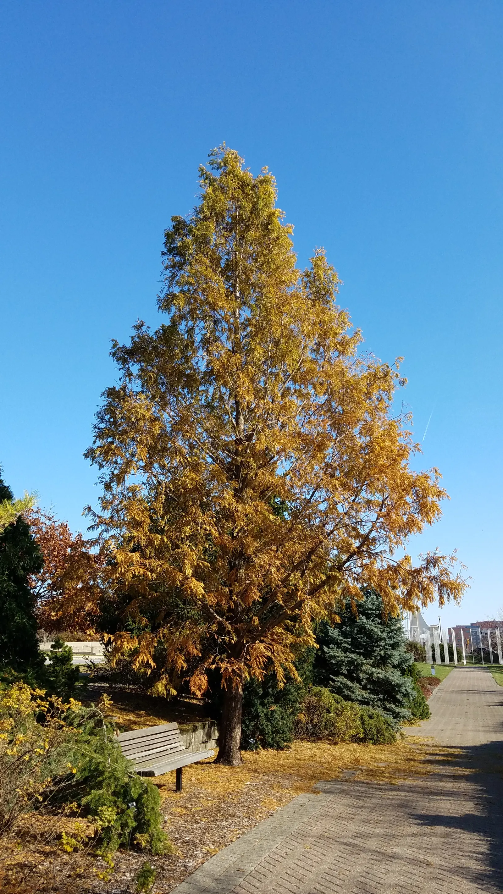 Dawn Redwood (Metasequoia Glyptostroboides) — Its majestic stature and history as a living fossil make it a focal point in any landscape, image 102
