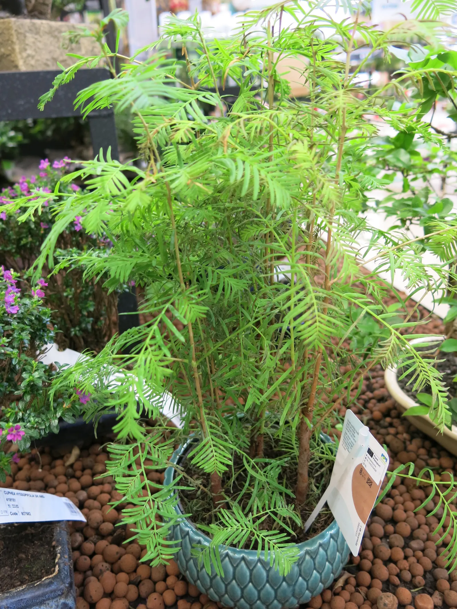 Dawn Redwood (Metasequoia Glyptostroboides) — thus regarded as a "living fossil." This stately species rapidly grows to impressive heights, image 107