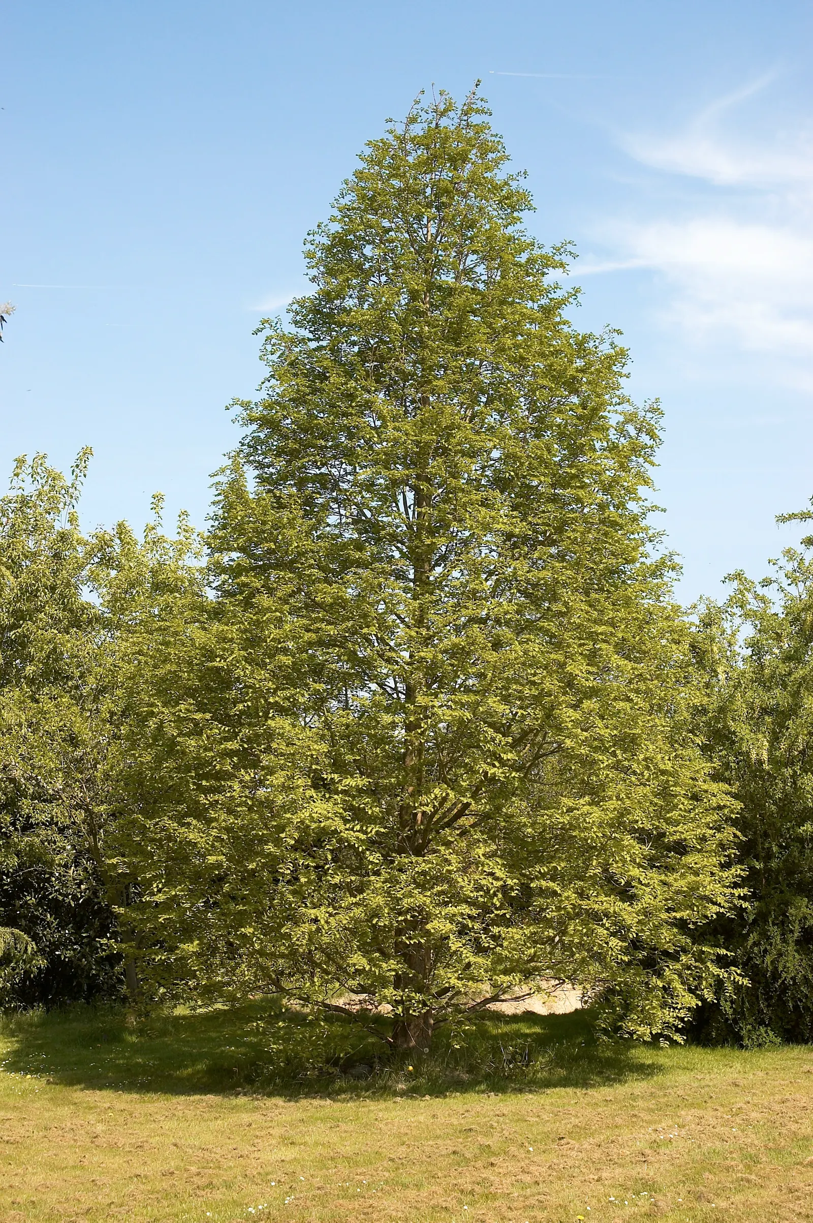 Dawn Redwood (Metasequoia Glyptostroboides) — well-drained soil; it tolerates wet conditions better than most conifers; its majestic stature and, image 63