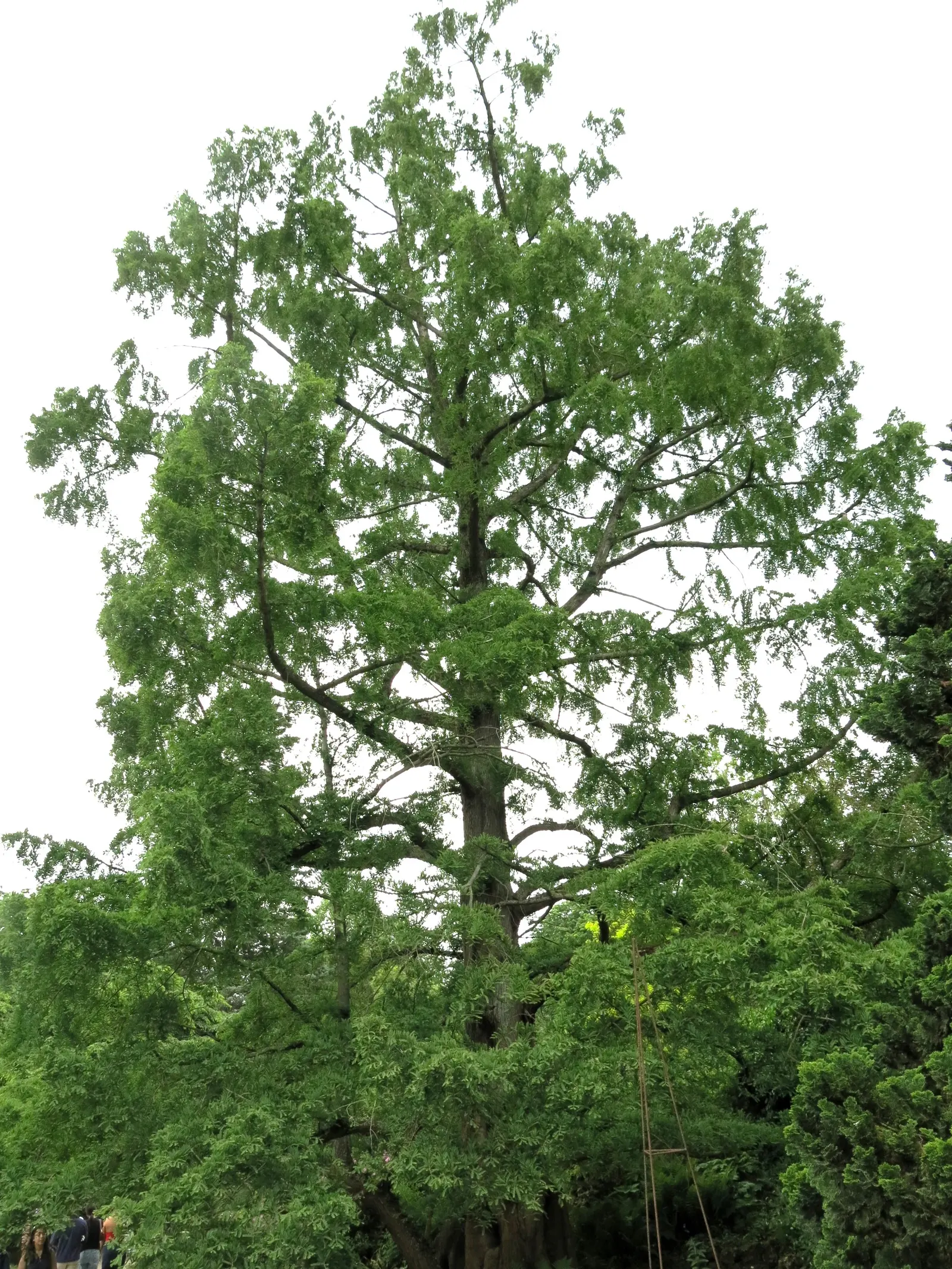 Dawn Redwood (Metasequoia Glyptostroboides) — is a deciduous conifer that reaches up to 100 feet in height with a 25-foot spread