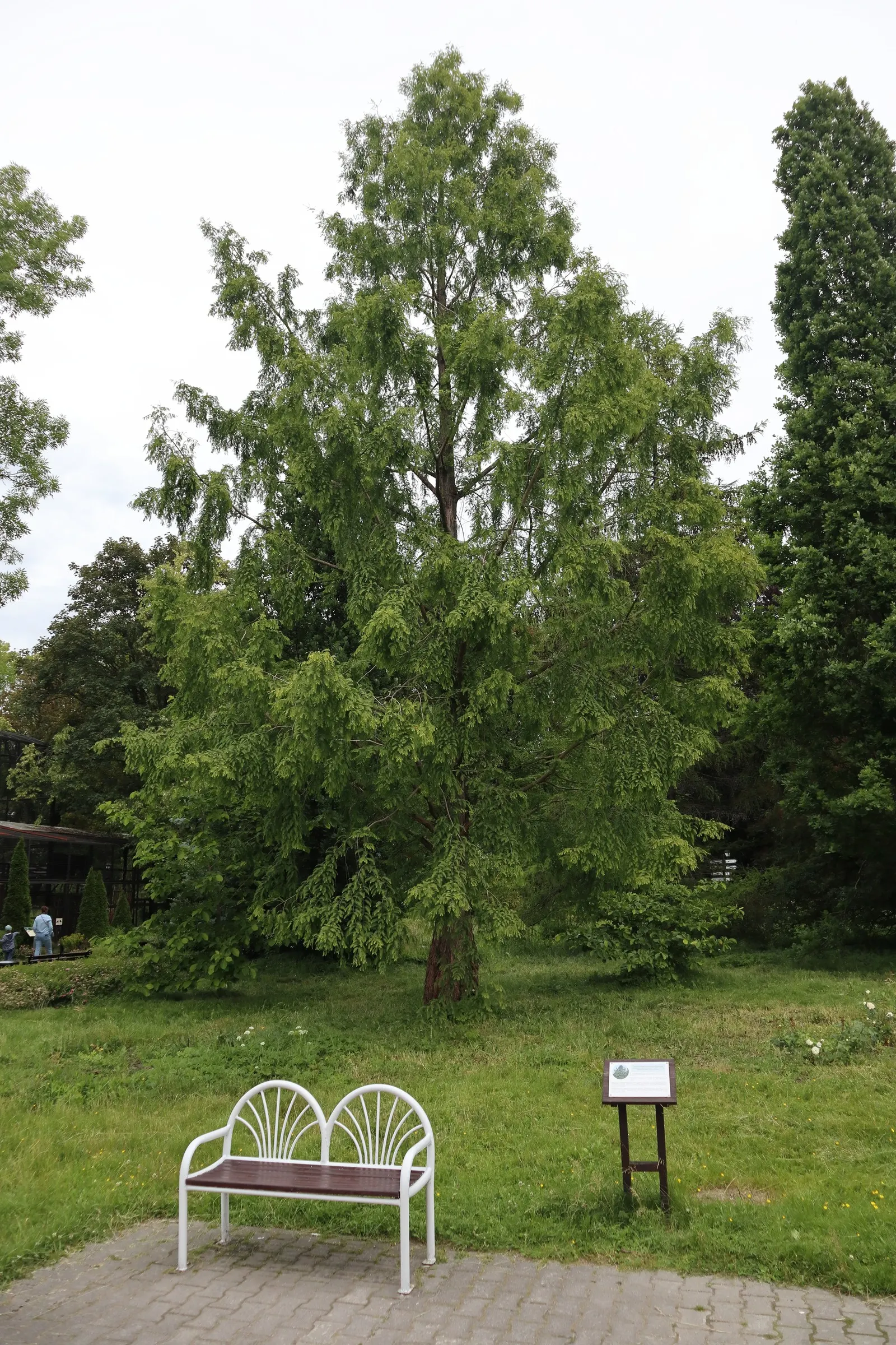 Dawn Redwood (Metasequoia Glyptostroboides) — be sure to allocate ample space for it to reach full maturity; deciduous conifer renowned for its, image 70