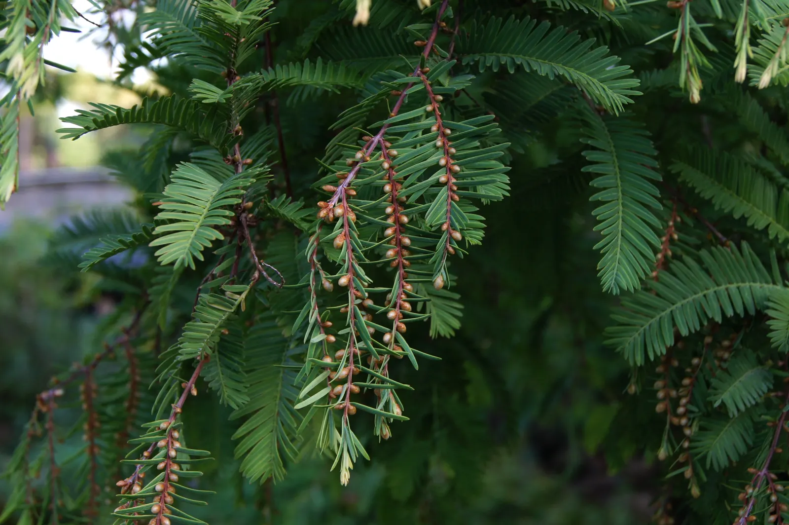 Dawn Redwood (Metasequoia Glyptostroboides) — turning vivid shades of orange-brown before shedding; it was rediscovered in the 1940s in China