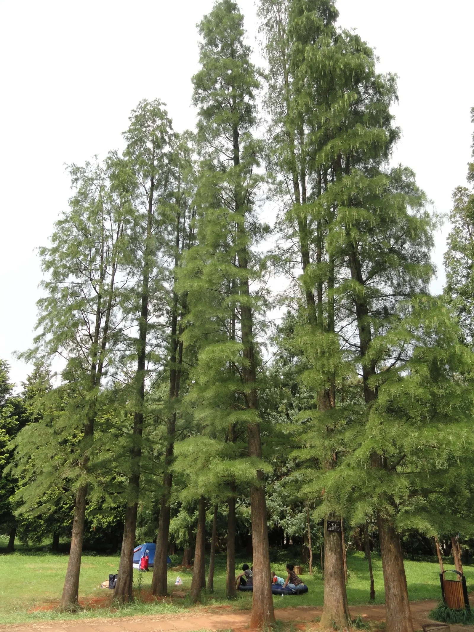 Dawn Redwood (Metasequoia Glyptostroboides) — the foliage offers a stunning display