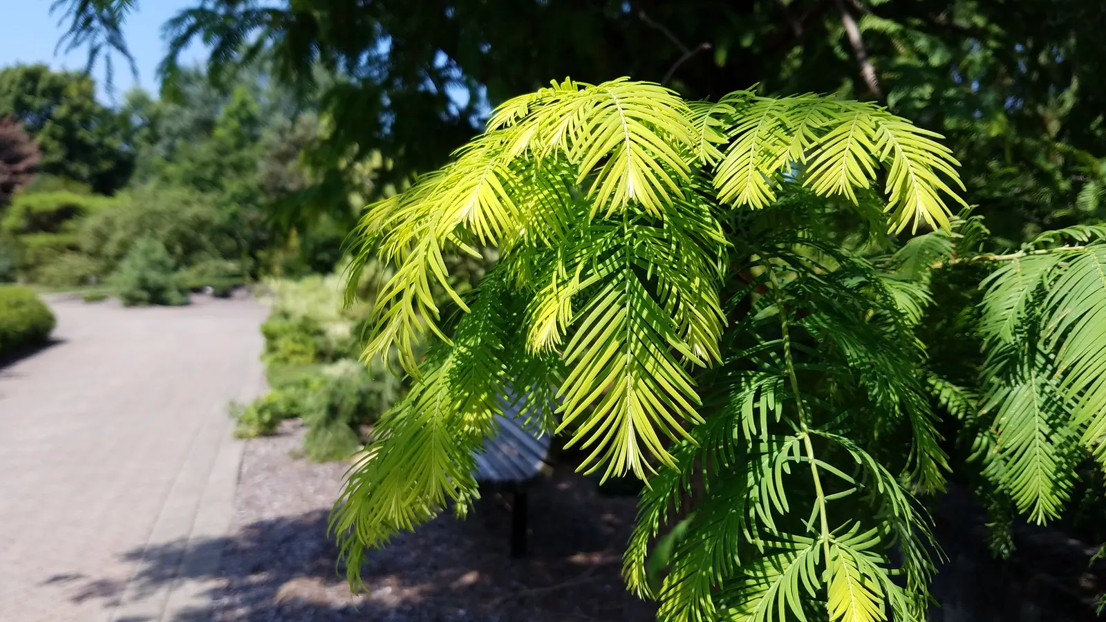 Dawn Redwood (Metasequoia Glyptostroboides) — Given that this tree has a fast growth rate of around 2 to 2.5 feet per year; conifer / tree for full, image 93