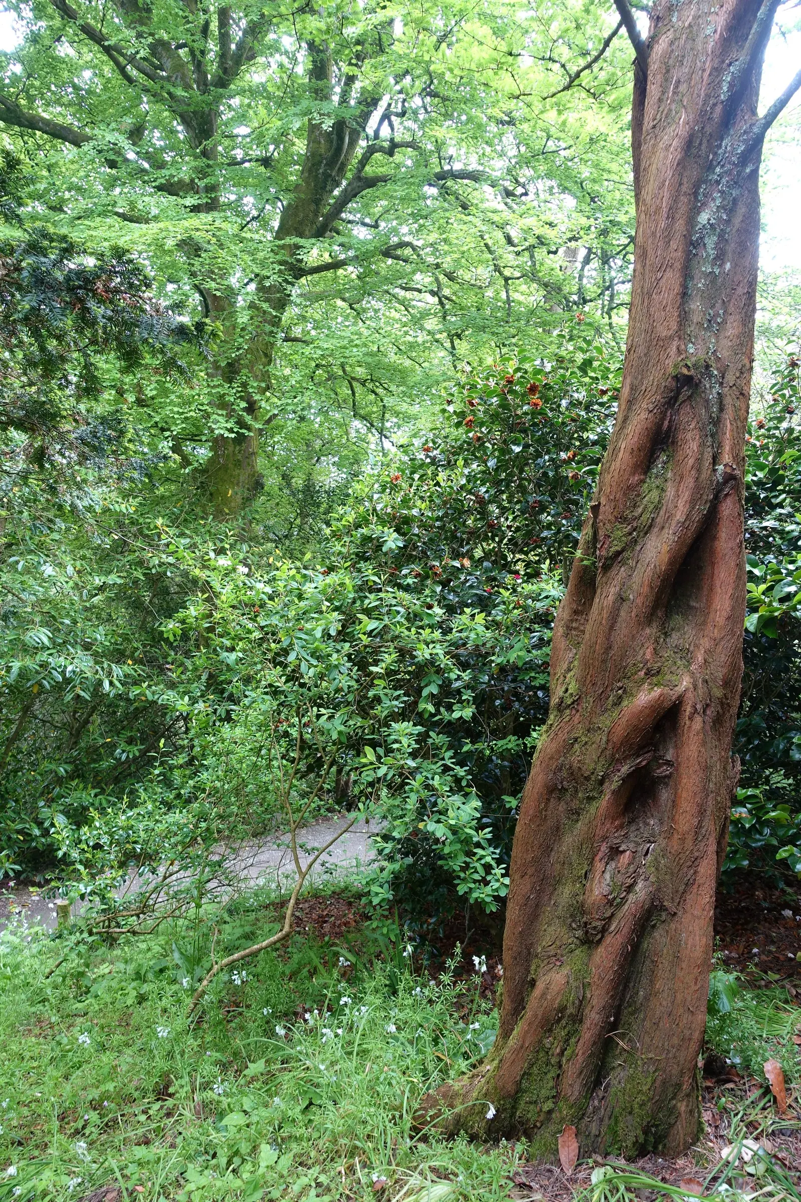 Dawn Redwood (Metasequoia Glyptostroboides) — making it suitable for waterside plantings; the Dawn Redwood thrives in USDA hardiness zones 5, image 88