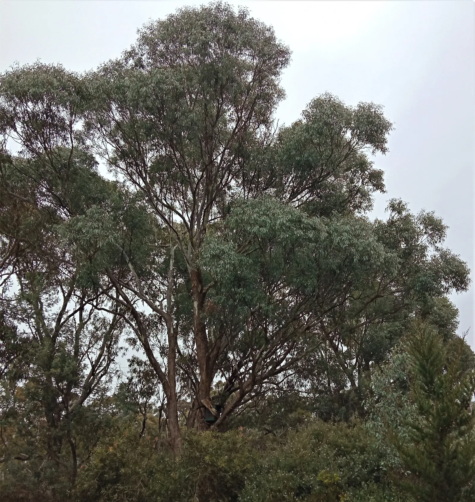 Silver Dollar Gum (Eucalyptus Polyanthemos) — the bark of Eucalyptus polyanthemos is deeply textured and peeling; consider ample space for its mature size to