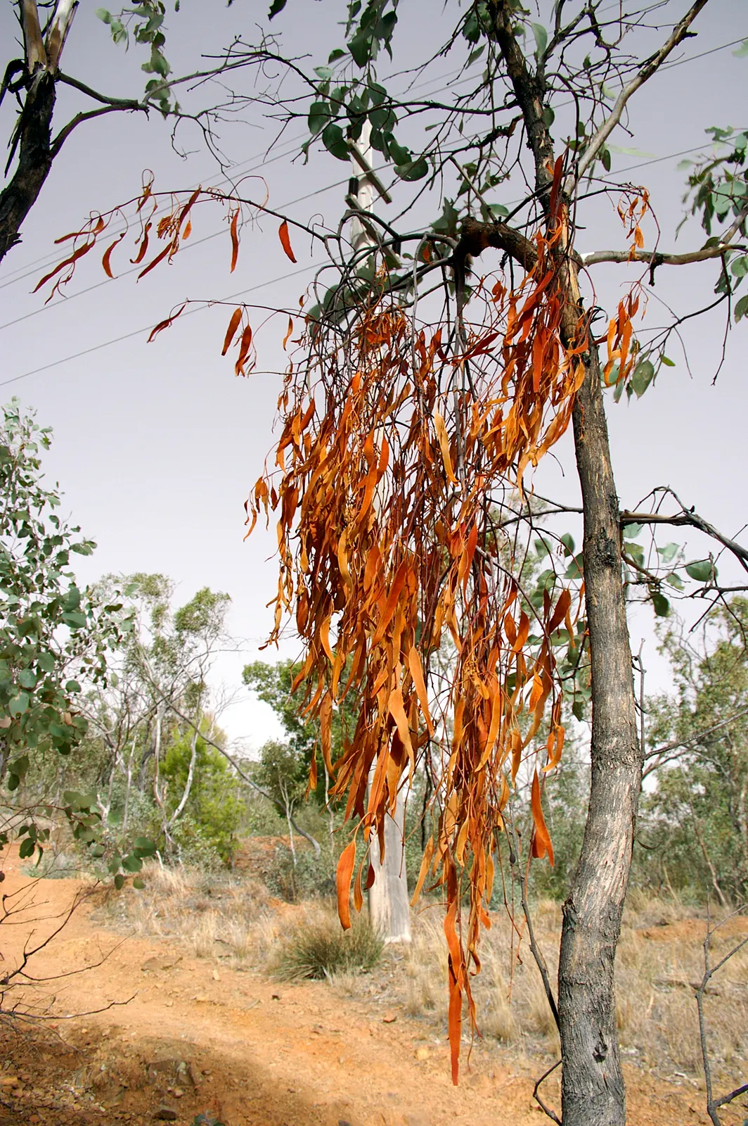 Silver Dollar Gum (Eucalyptus Polyanthemos) — although it prefers well-drained sites; consider ample space for its mature size to avoid overcrowding