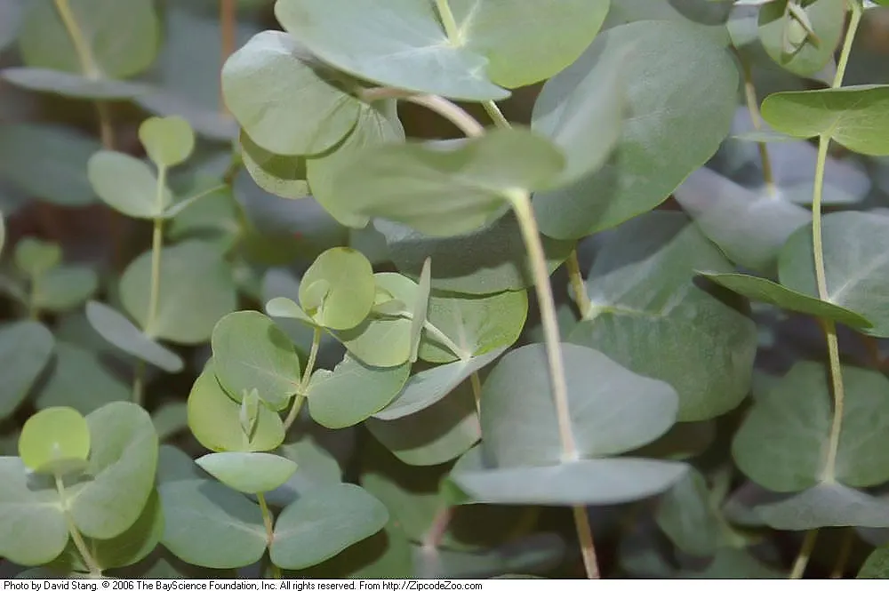 Silver Dollar Gum (Eucalyptus Polyanthemos) — Ideal for USDA zones 9-11, it grows up to 60 feet tall and 45 feet wide