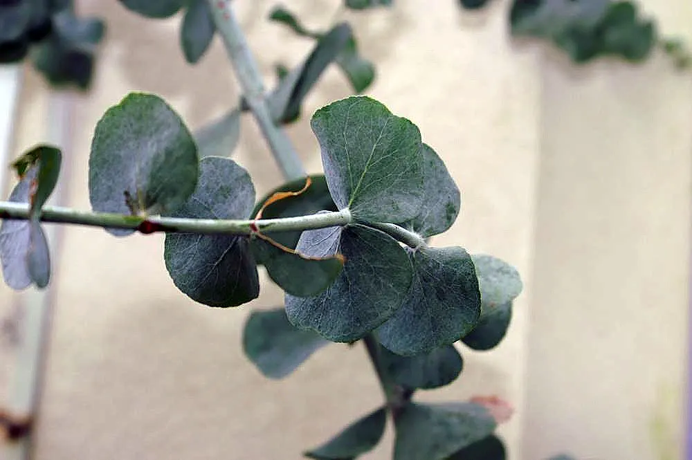 Silver Dollar Gum (Eucalyptus Polyanthemos) — is an evergreen with round