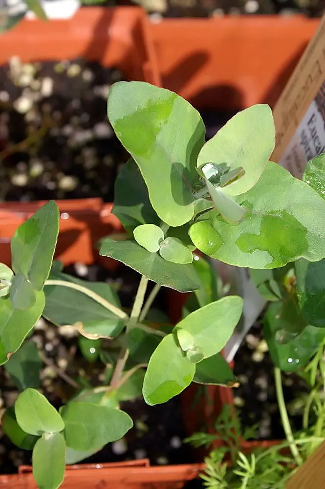 Silver Dollar Gum (Eucalyptus Polyanthemos) — Its leaves are commonly used in floral arrangements; bark sheds to reveal a smooth surface