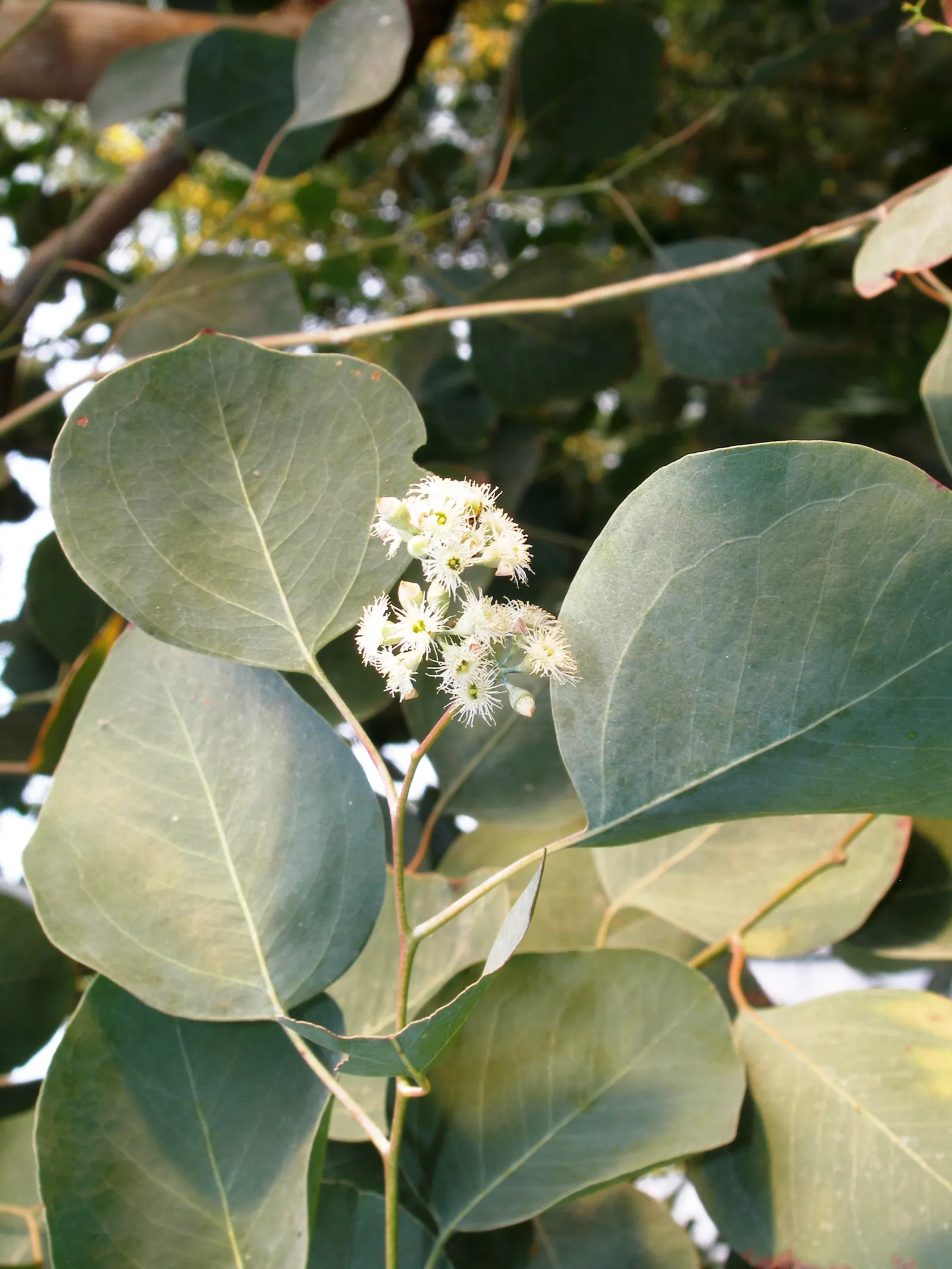 Silver Dollar Gum (Eucalyptus Polyanthemos) — adding further ornamental interest.<br><br>Hardy in USDA zones 9-11; drought-tolerant once established, it