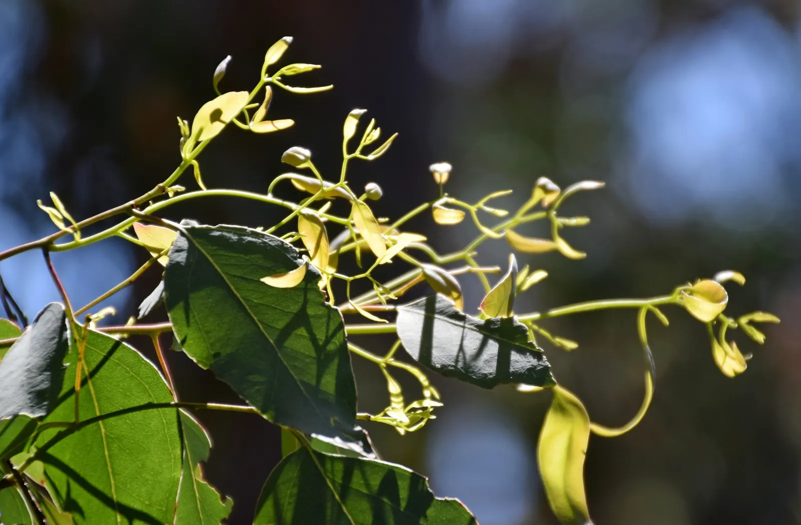 Silver Dollar Gum (Eucalyptus Polyanthemos) — giving it the 'Silver Dollar' moniker, image 32