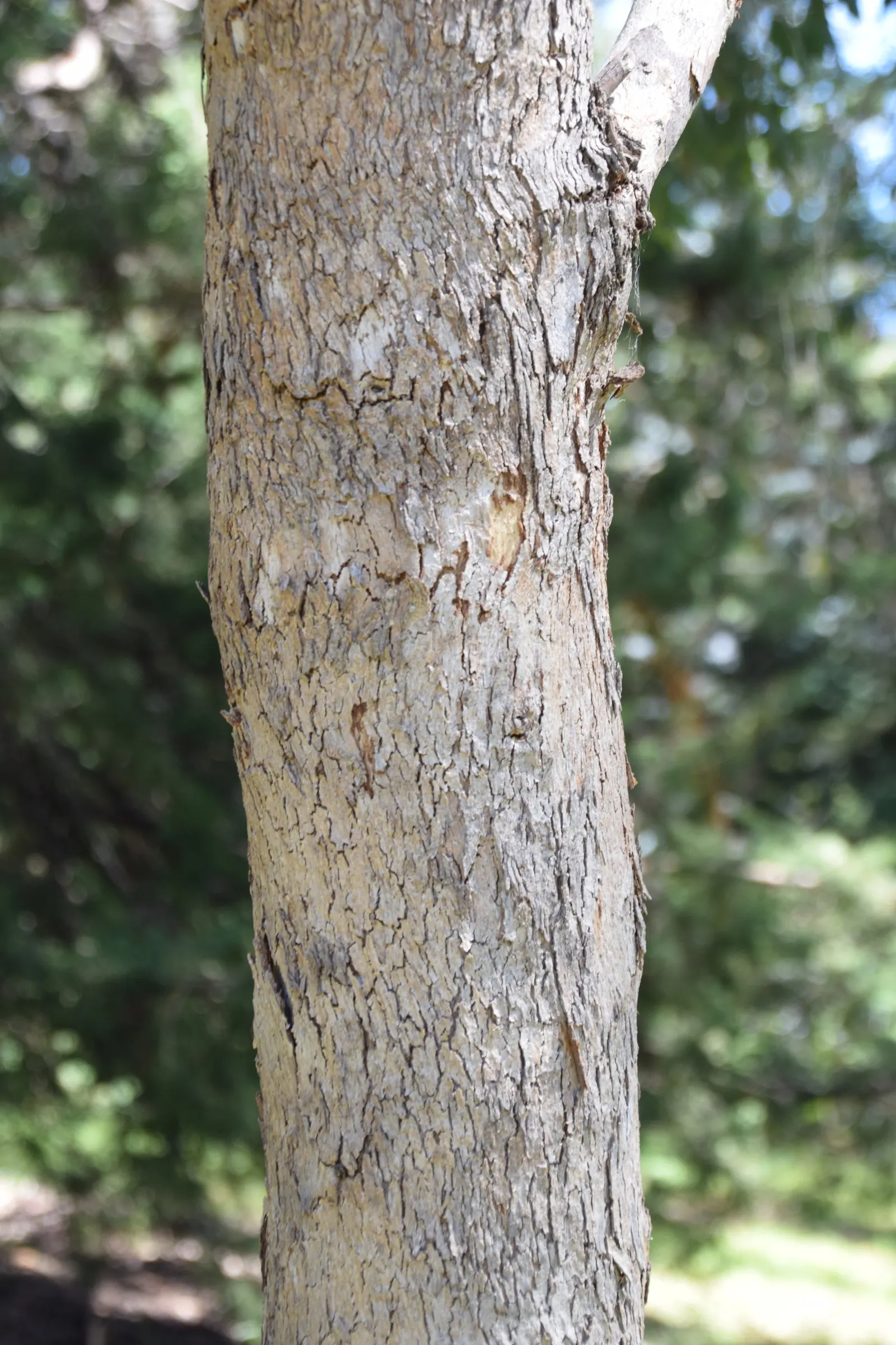 Silver Dollar Gum (Eucalyptus Polyanthemos) — which are about 2 to 4 inches in diameter; drought-tolerant once established, it thrives in full sun with