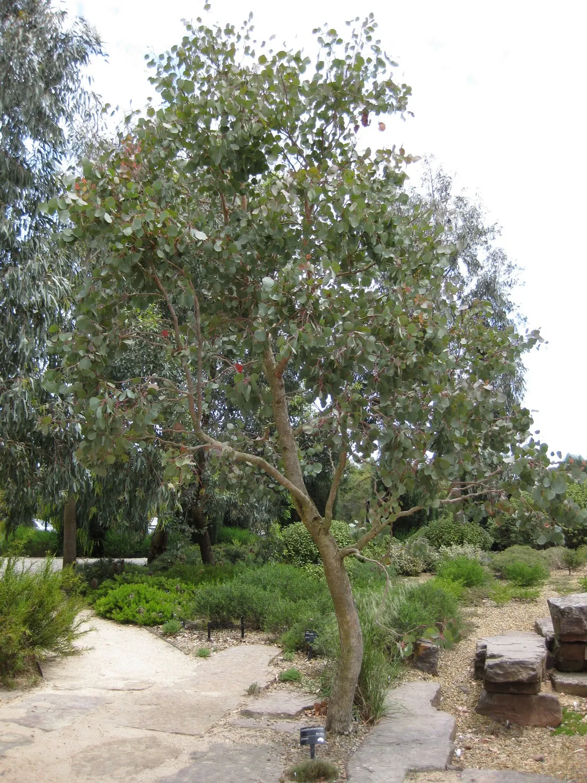 Silver Dollar Gum (Eucalyptus Polyanthemos) — It has a moderate to fast growth rate; drought-tolerant once established, it thrives in full sun with