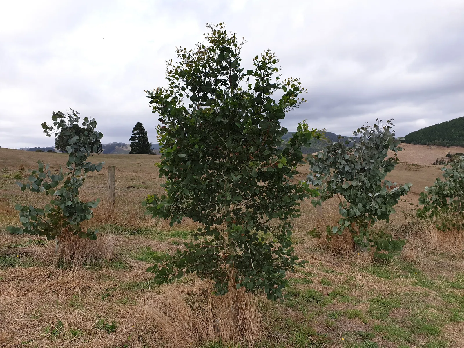 Silver Dollar Gum (Eucalyptus Polyanthemos) — the Silver Dollar Gum thrives in full sun and adapts to a wide range of soil conditions; giving it the 'Silver