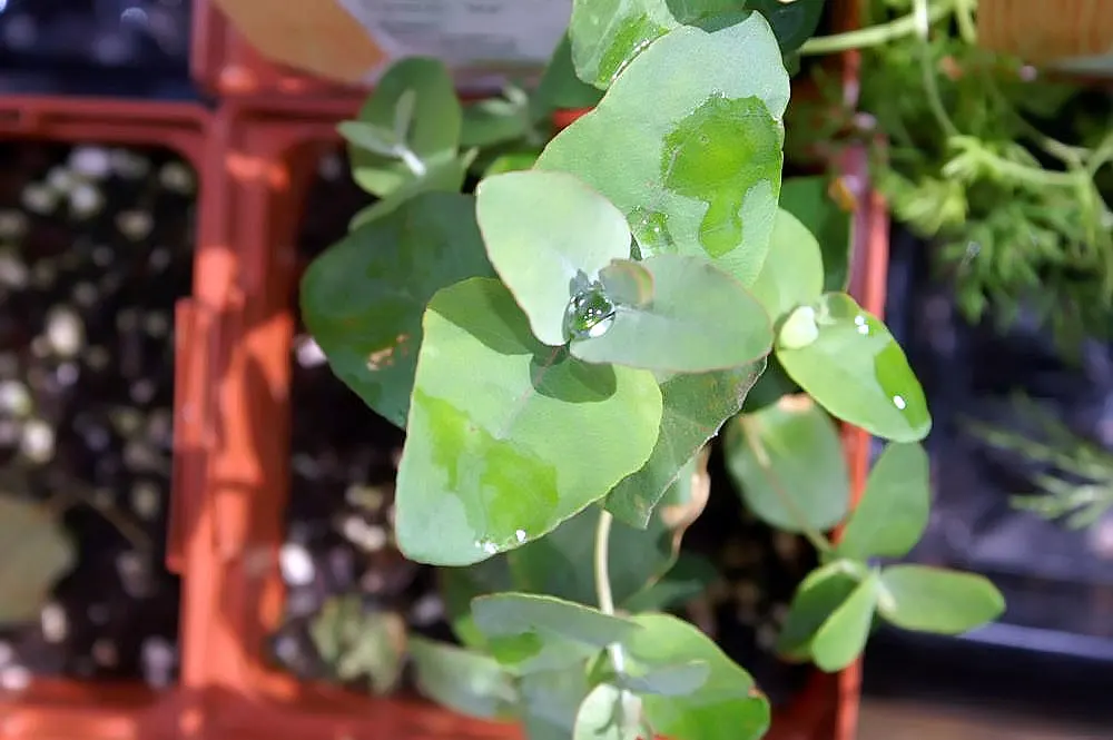Silver Dollar Gum (Eucalyptus Polyanthemos) — Drought-tolerant once established, it thrives in full sun with well-draining soil