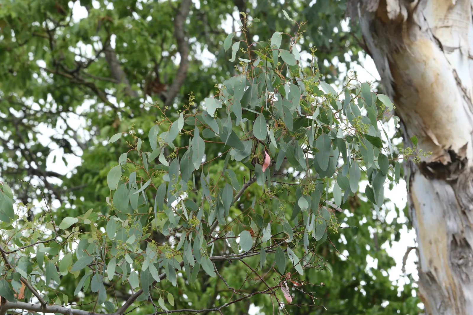 Silver Dollar Gum (Eucalyptus Polyanthemos) — Mature specimens can reach heights of 40 to 70 feet with a canopy spread of 20 to 50 feet