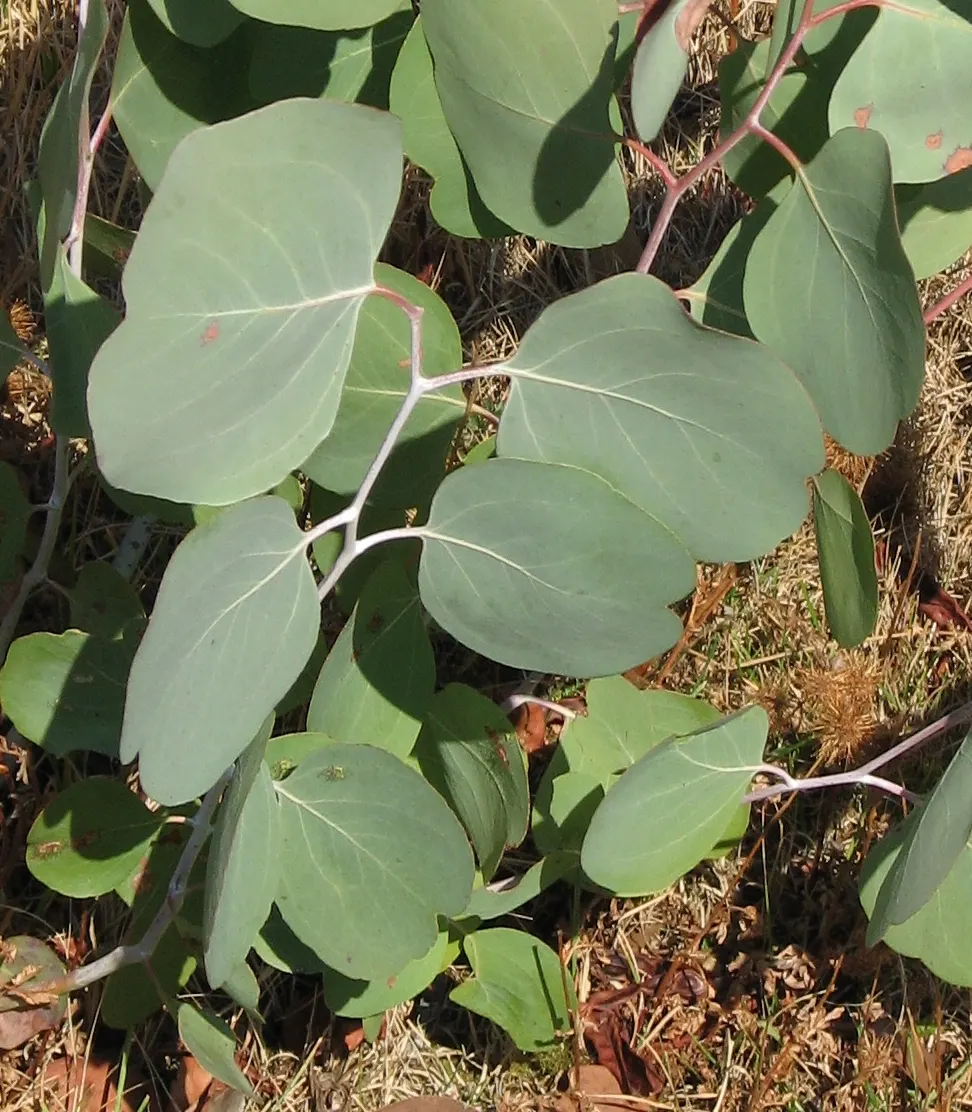 Silver Dollar Gum (Eucalyptus Polyanthemos) — silvery-blue leaves that provide year-round interest; giving it the 'Silver Dollar' moniker