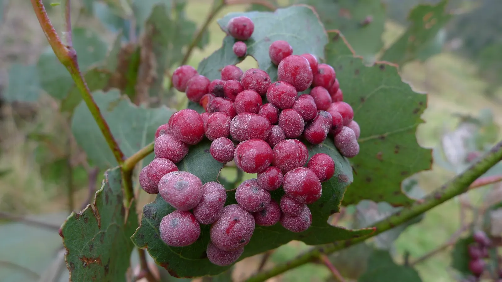 Silver Dollar Gum (Eucalyptus Polyanthemos) — Drought-tolerant once established, it thrives in full sun with well-draining soil, image 25
