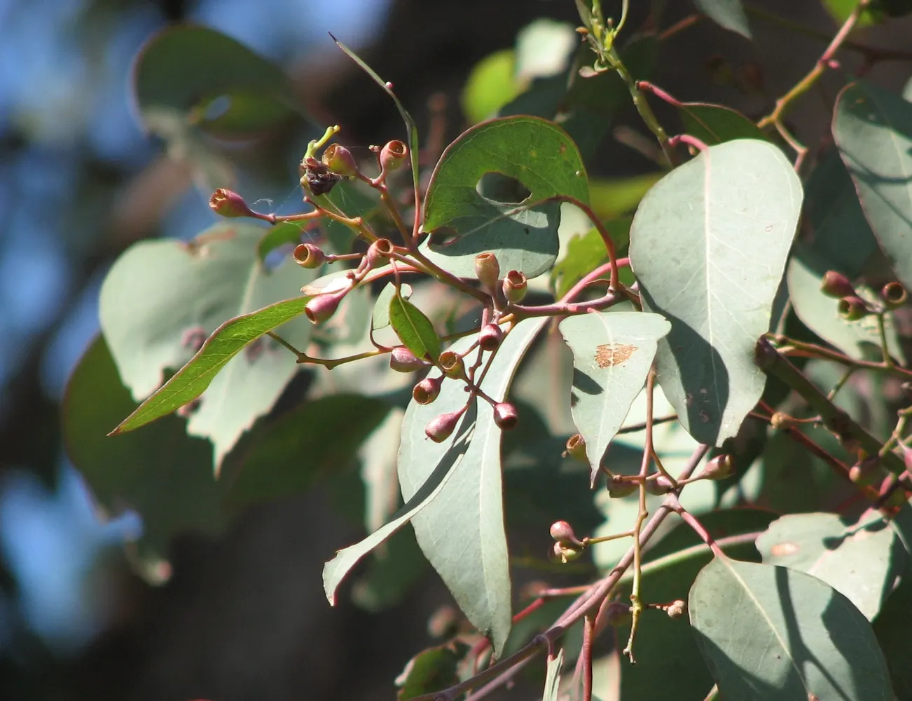 Silver Dollar Gum (Eucalyptus Polyanthemos) — is an evergreen with round; drought-tolerant once established, it thrives in full sun with well-draining soil