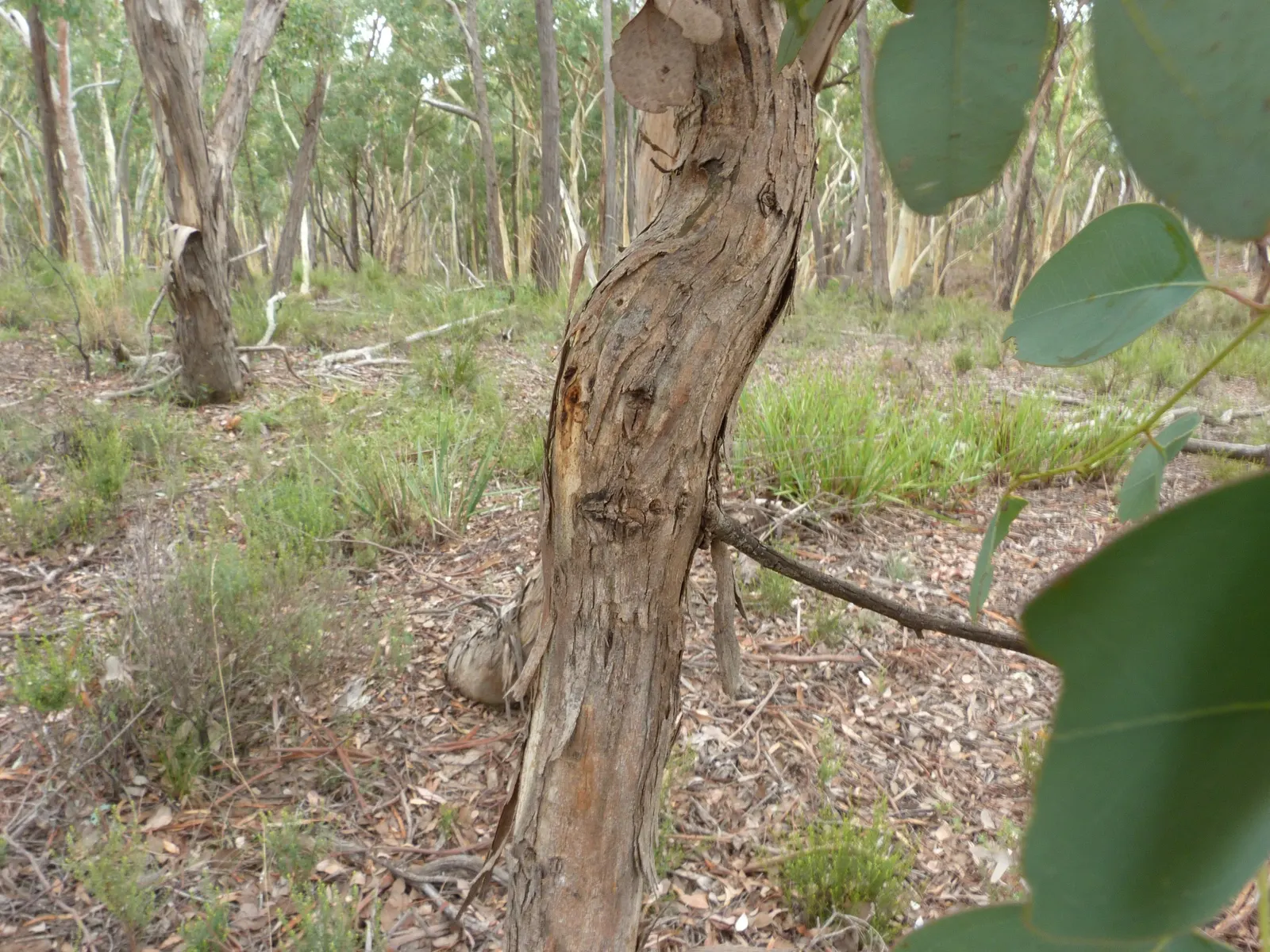Silver Dollar Gum (Eucalyptus Polyanthemos) — making it a suitable choice for water-conserving gardens.<br><br>When incorporating this tree into your design
