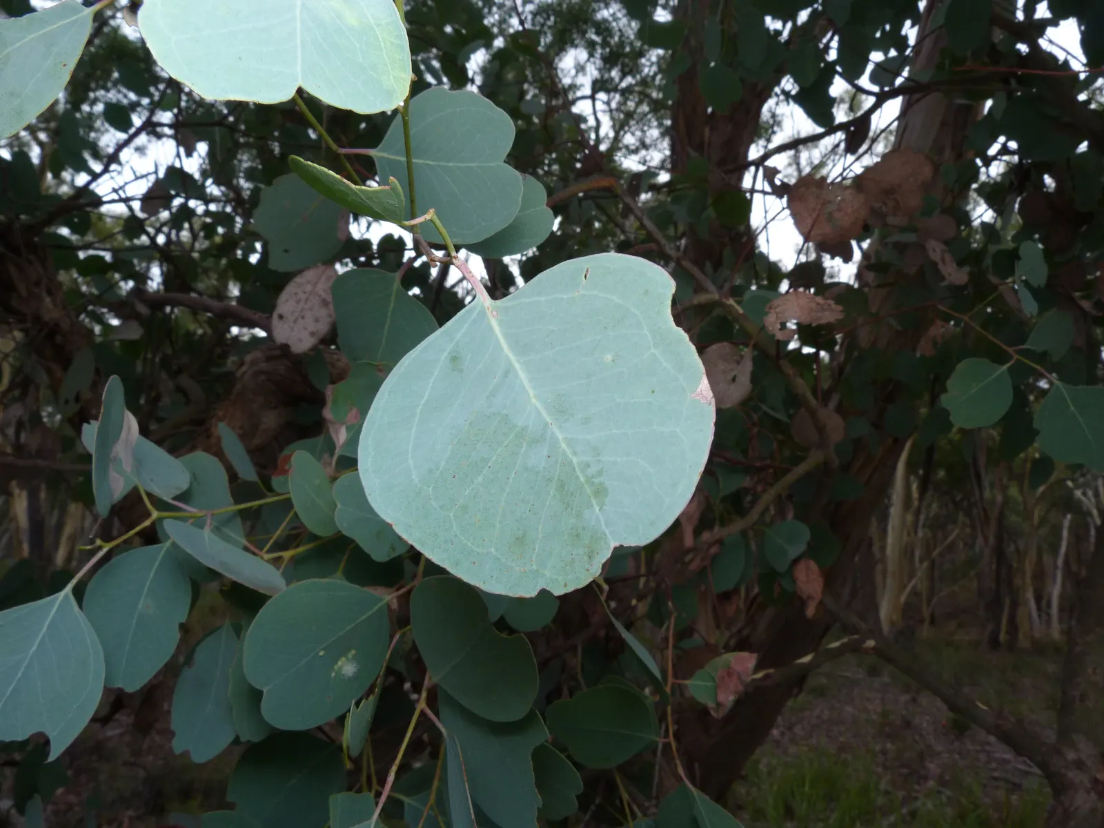 Silver Dollar Gum (Eucalyptus Polyanthemos) — adding further ornamental interest.<br><br>Hardy in USDA zones 9-11
