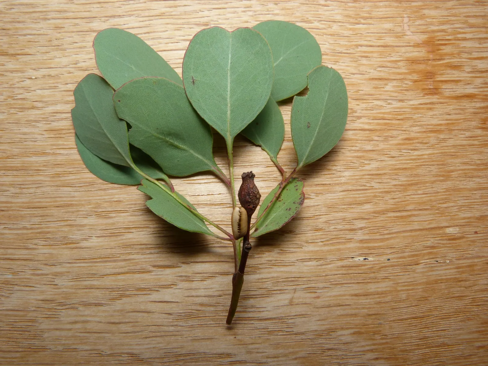 Silver Dollar Gum (Eucalyptus Polyanthemos) — Attracts wildlife but is fire-resistant for added landscape safety; consider ample space for its mature size to