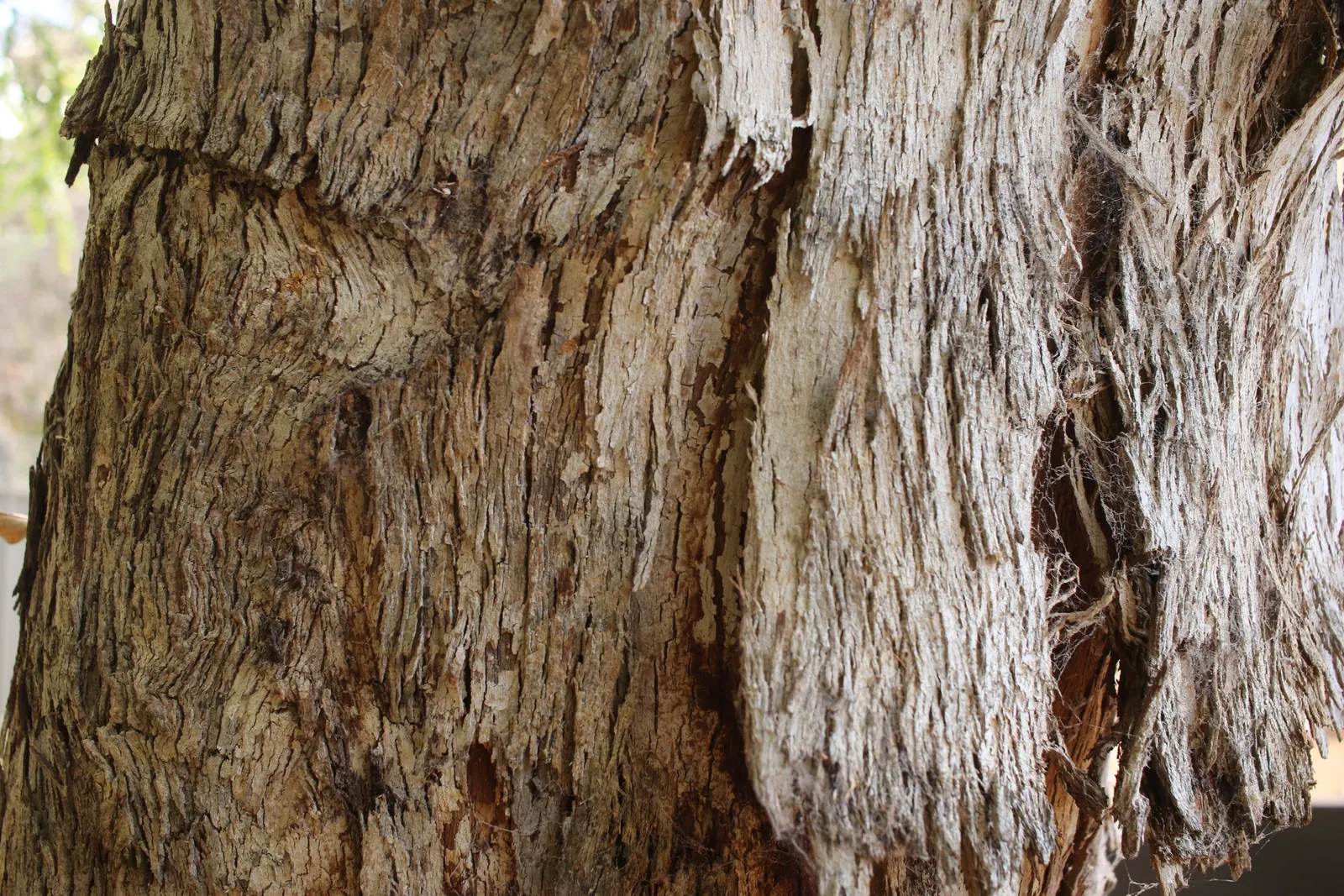 Silver Dollar Gum (Eucalyptus Polyanthemos) — although it prefers well-drained sites
