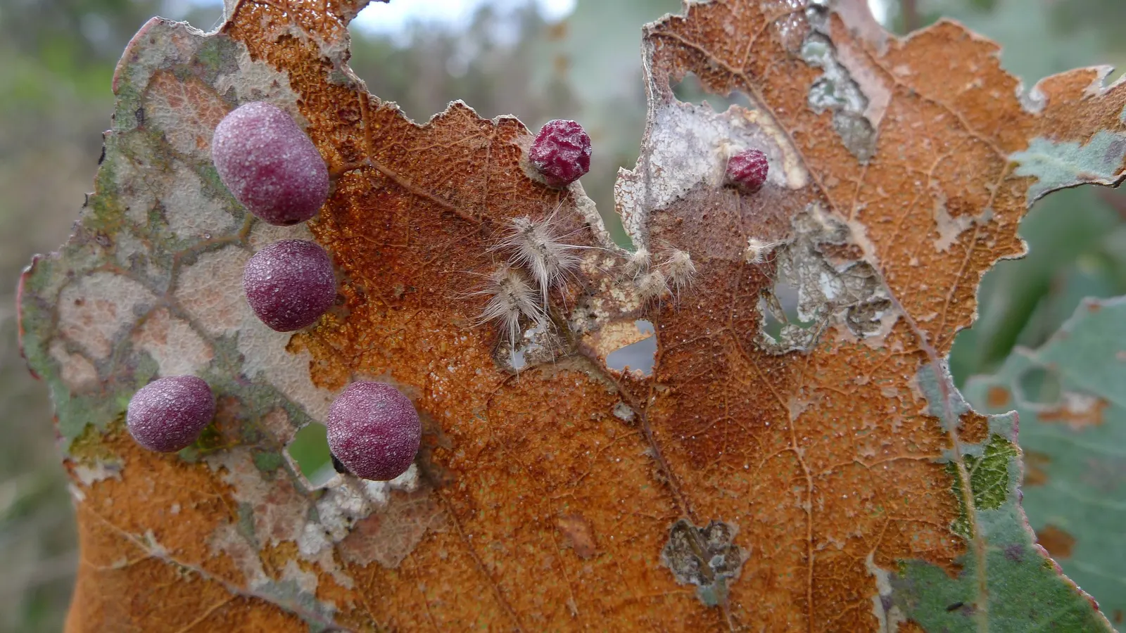 Silver Dollar Gum (Eucalyptus Polyanthemos) — Mature specimens can reach heights of 40 to 70 feet with a canopy spread of 20 to 50 feet; giving it the 'Silver